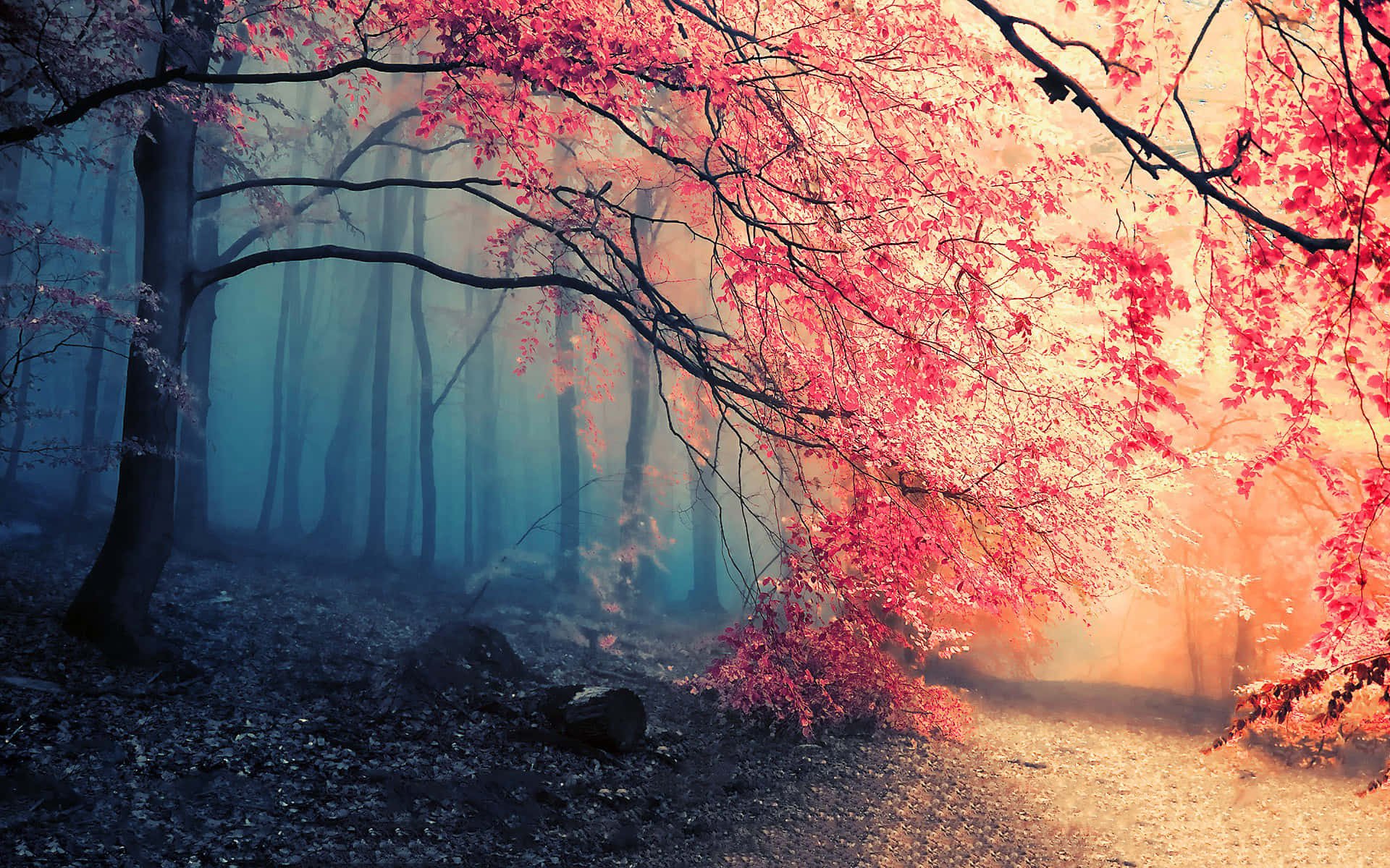 秋日粉紅樹林自然風景 壁紙 — 鮮豔的粉紅色葉子在溫暖金色光芒籠罩的迷濛藍色森林樹木襯托下閃耀。