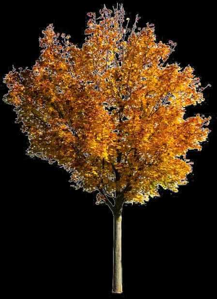 秋日紅楓樹襯黑色背景 壁紙