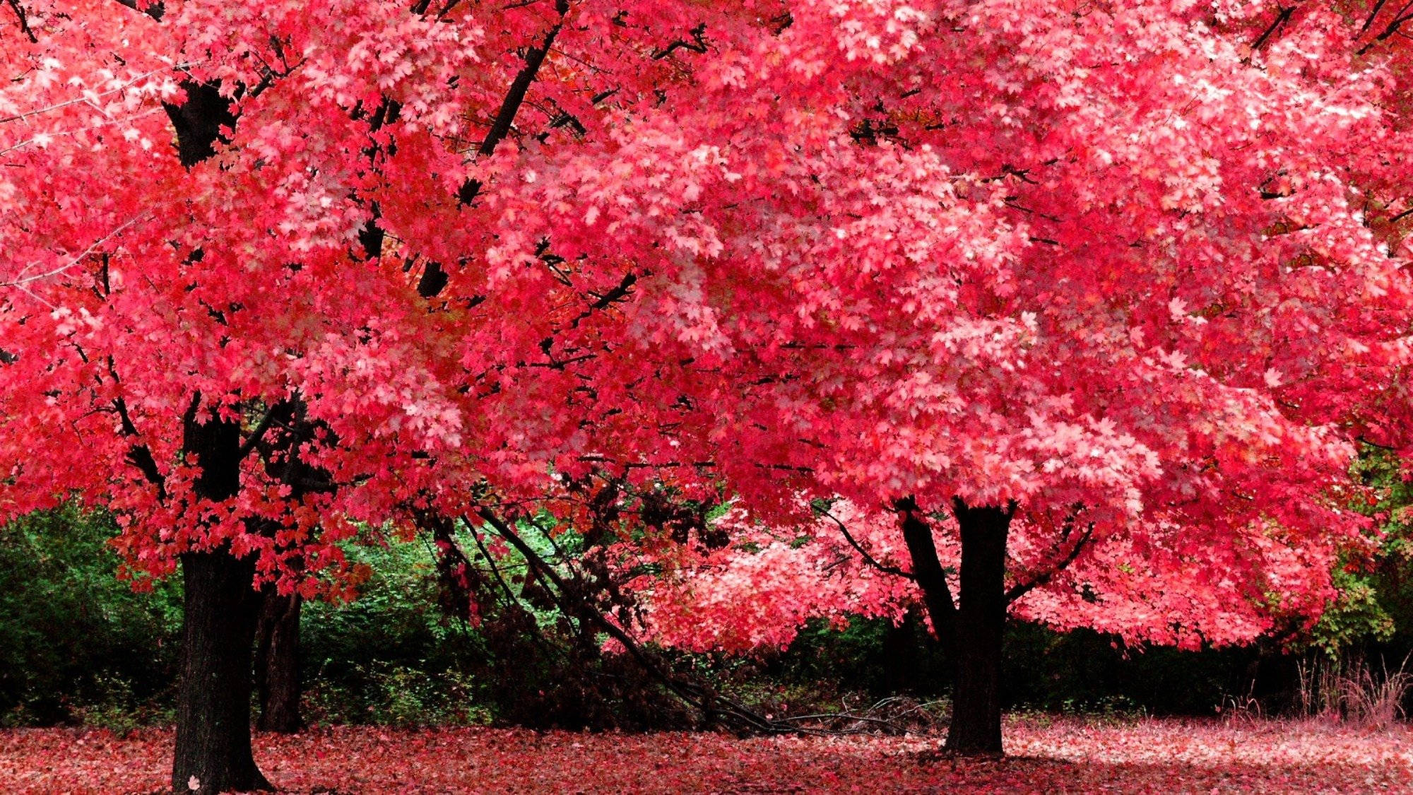 秋日紅楓樹風景 壁紙 — 充滿活力的粉紅色楓樹在秋季盛開，落葉鋪滿森林地面。