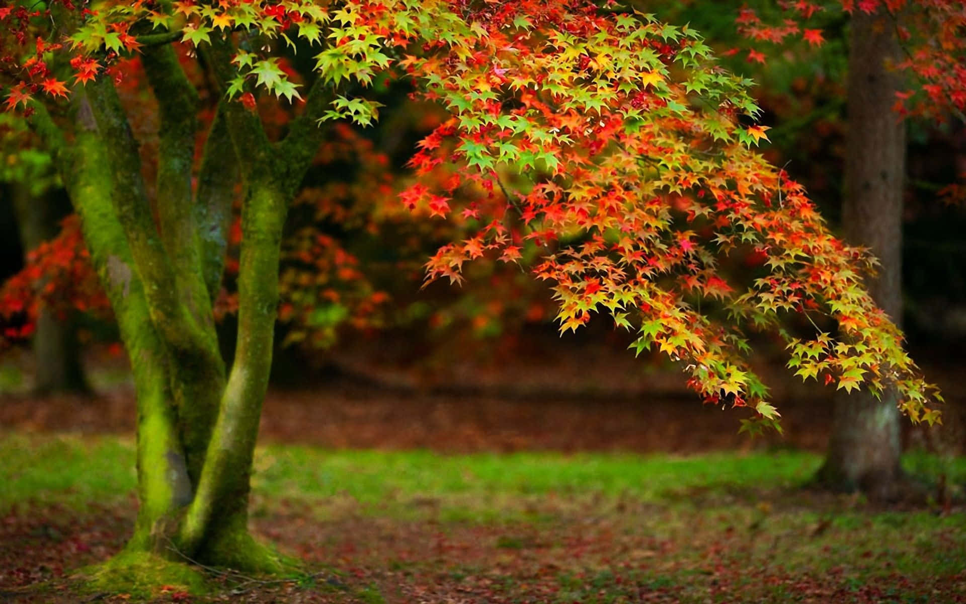 秋日紅綠楓葉樹 壁紙 — 一棵充滿活力的楓樹，帶有火紅和金黃色的葉子，在秋天優雅地拱起在長滿苔蘚的森林地面上。