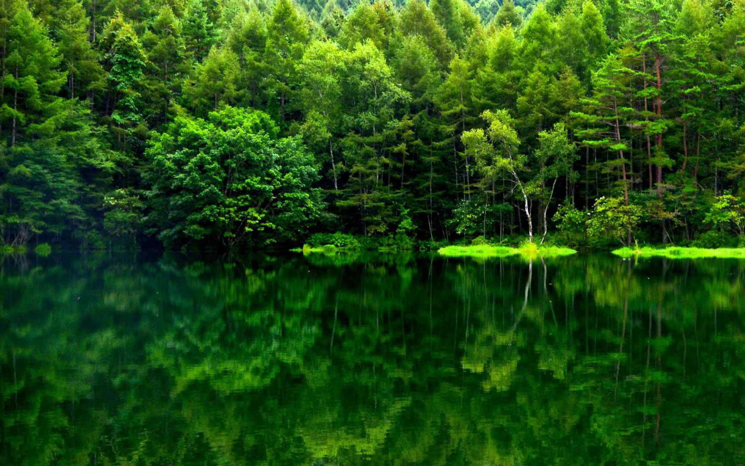 秋日綠樹倒影 壁紙 — 寧靜的森林湖泊在明亮的日光下完美對稱地倒映著茂密的綠樹。
