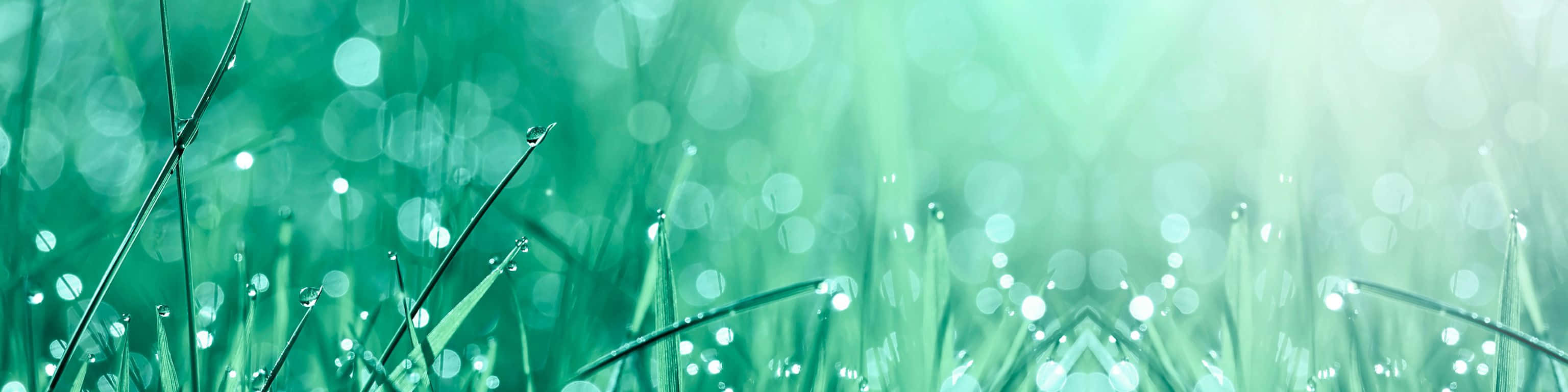 秋日美景的倒影 壁紙 — 新鮮的綠色草葉在柔和晨光下閃爍著露珠，營造出寧靜的自然景象。