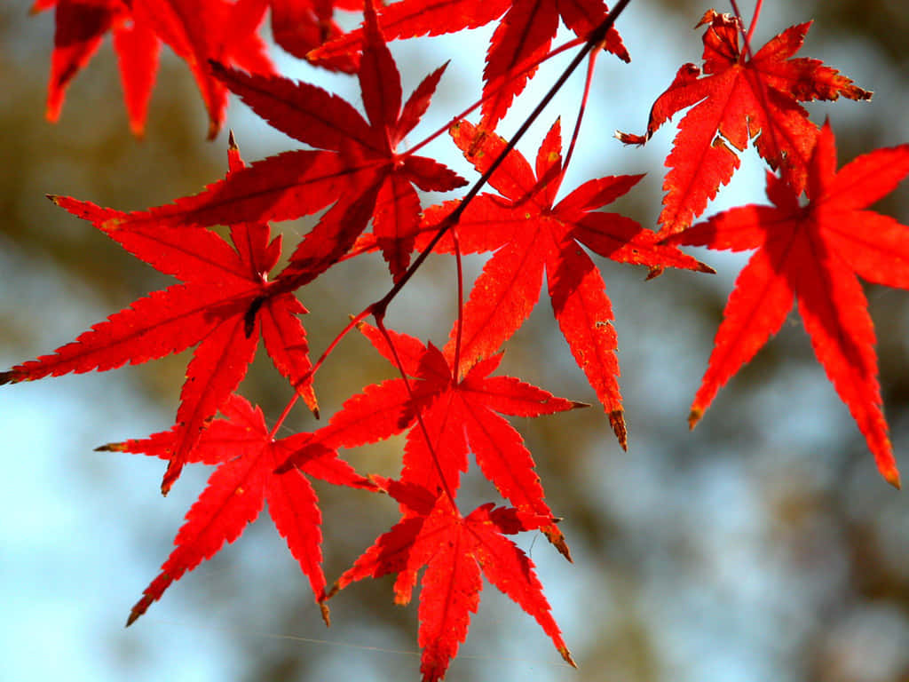 特寫鏡頭：樹枝上鮮紅的楓葉，背景是模糊的天空。