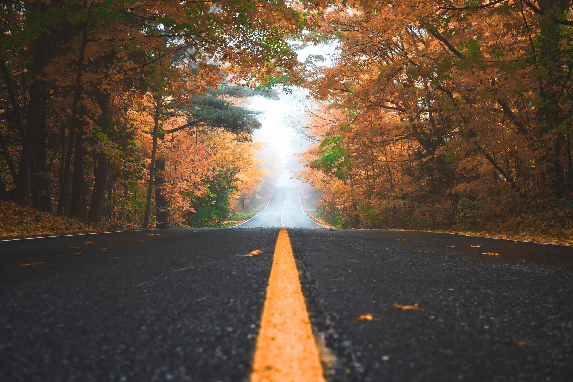 一條兩旁種滿秋樹的道路，通向迷濛的遠方。