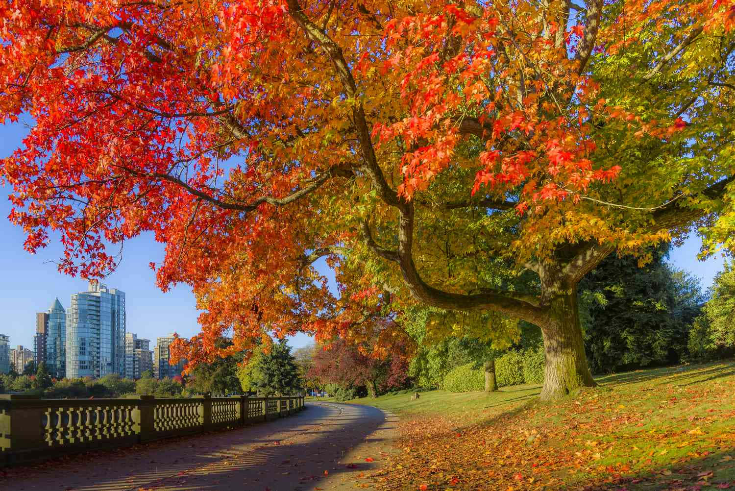 帶有紅色和橙色葉子的秋樹，為城市建築附近的公園小徑遮蔭。