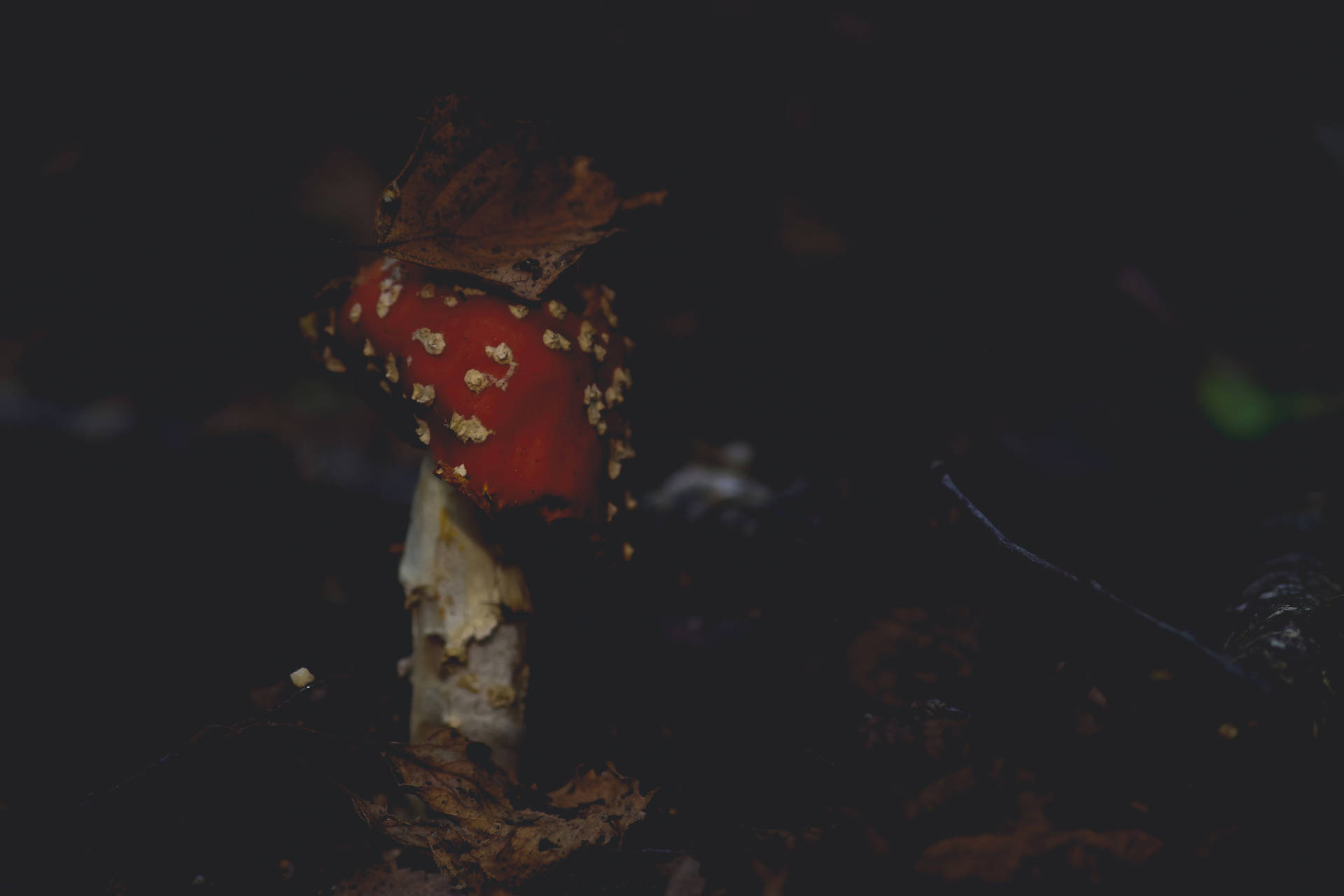 黑暗森林中帶有白色斑點和一片葉子的紅色毒蠅傘蘑菇。