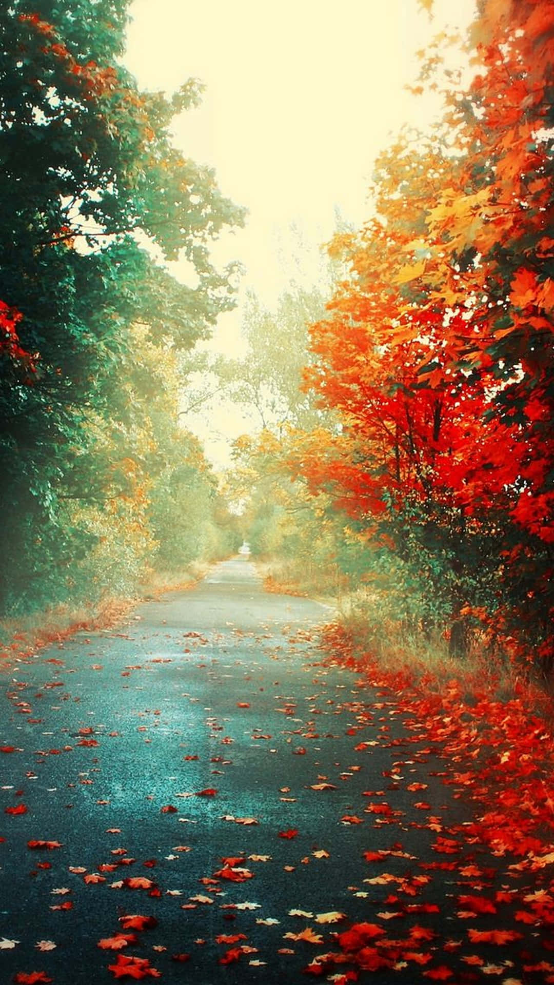 秋林小徑在金色陽光下鋪滿紅葉。