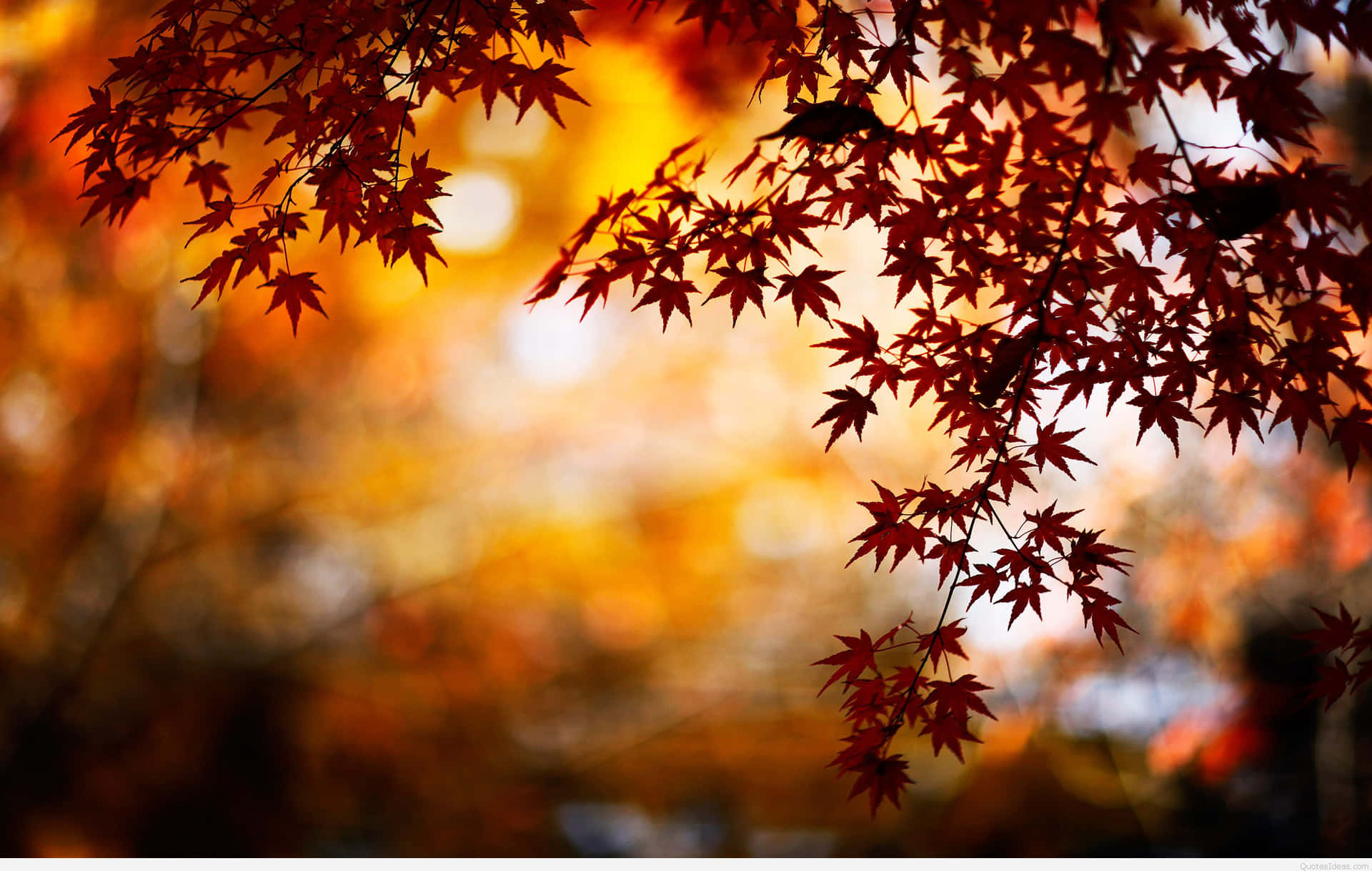紅色楓葉在金色日落背景下形成剪影。