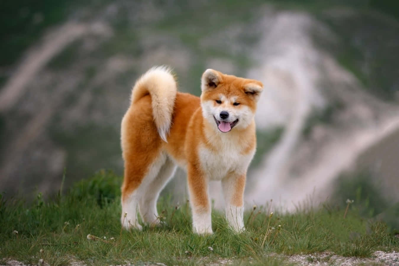 秋田犬站在草地上，後面有山