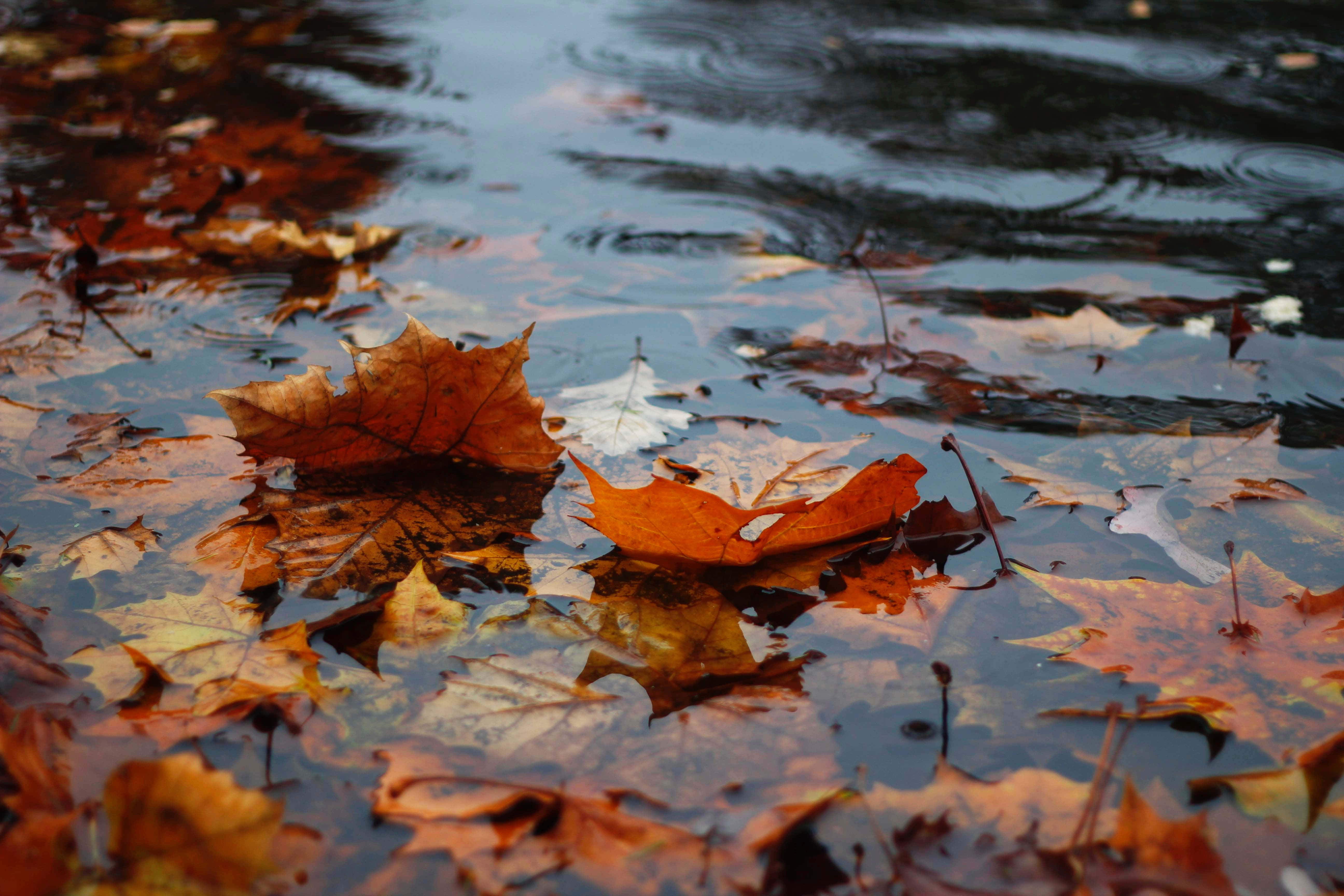 Fall Rain 桌布 壁紙 — 秋葉在平靜、反射的池塘水面上漂流和泛起漣漪，呈現豐富的橙色和棕色色調。