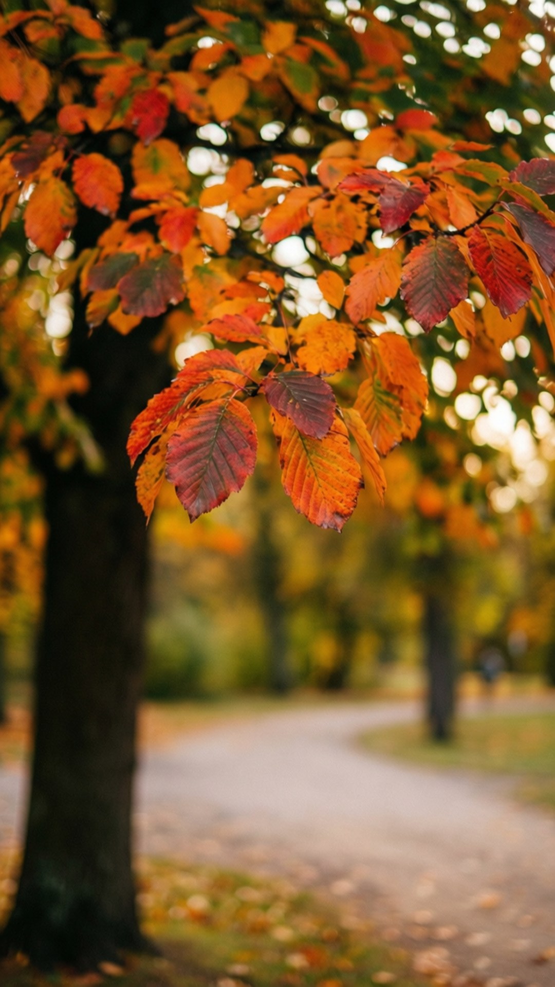 橙色和紅色調的秋葉從樹枝上垂下，懸掛在公園小徑上方。