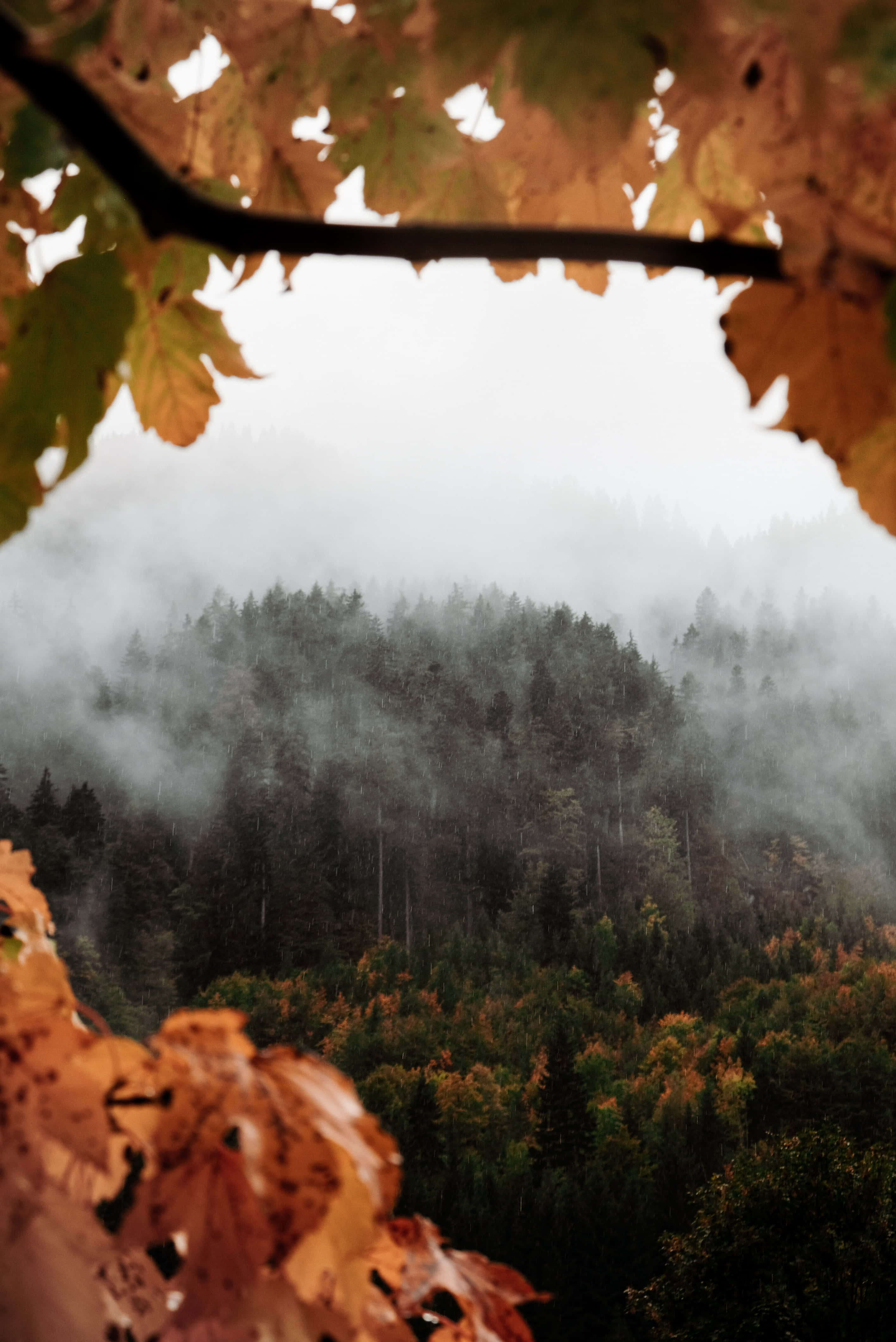 Fall Fog 桌布 壁紙 — 秋葉框住一個霧氣瀰漫的森林山谷，有深色常綠樹和金色樹葉，在柔和陰天的光線下。