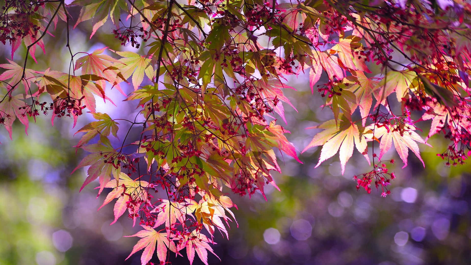 秋葉模糊 Zoom 背景 壁紙 — 充滿活力的秋日楓葉，呈現粉紅和金色色調，在柔和模糊的森林背景下優雅地懸掛著。