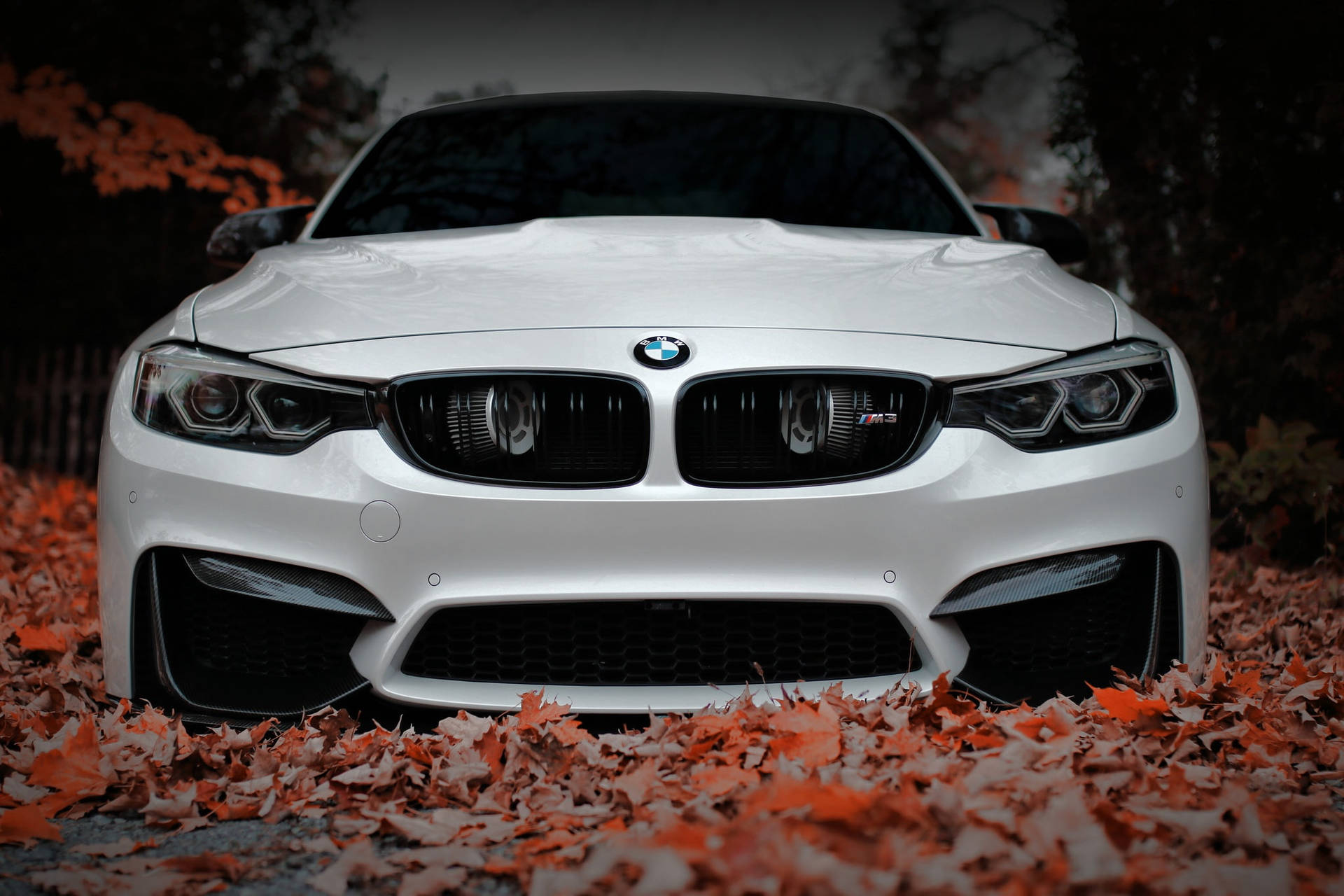 白色BMW M4停放在橙色秋葉床上。