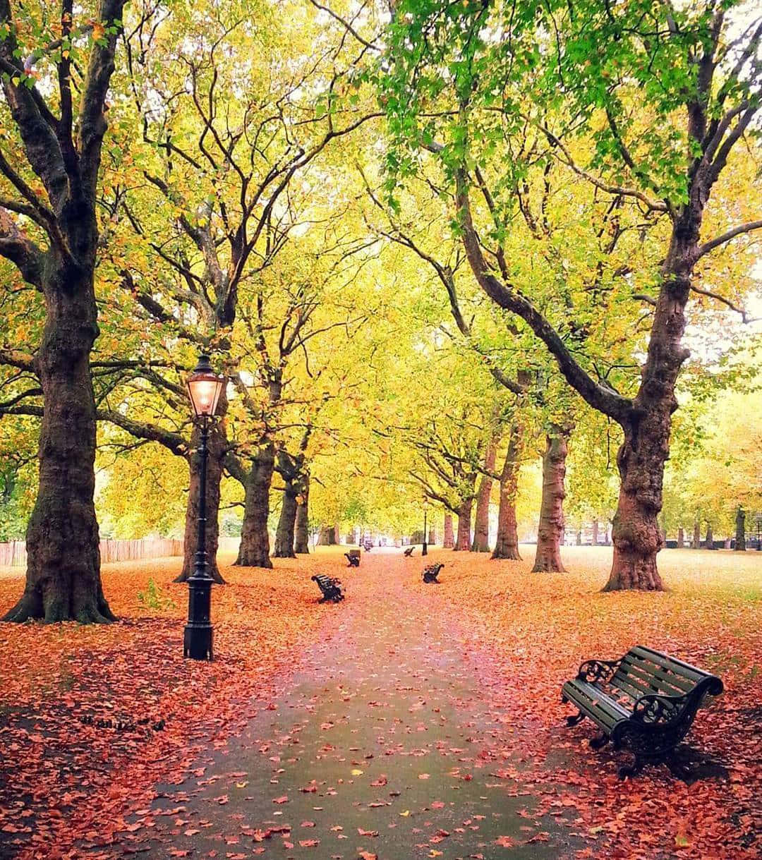 秋葉綠園 壁紙 — 一條寧靜的秋季公園小徑，兩旁高聳的樹木灑落金黃色的葉子，長椅散落在柔和日光下。