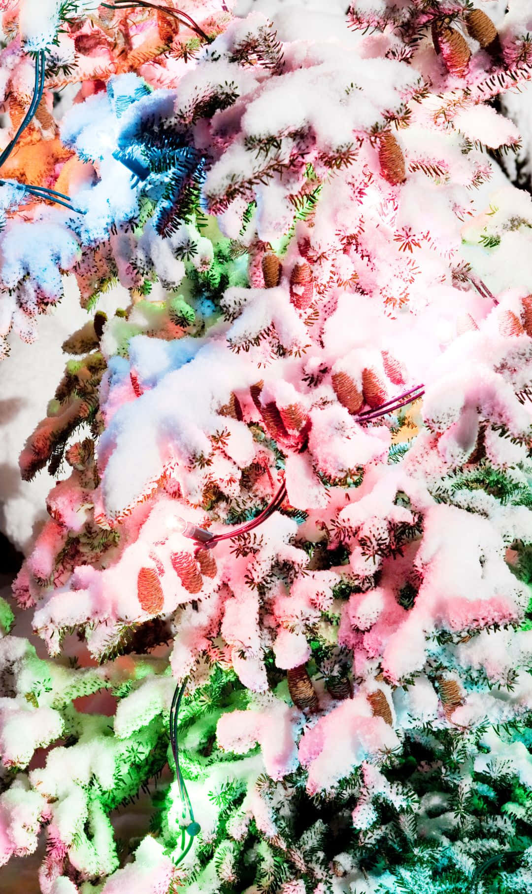被雪覆蓋的松樹枝被五彩繽紛的節日燈光照亮。