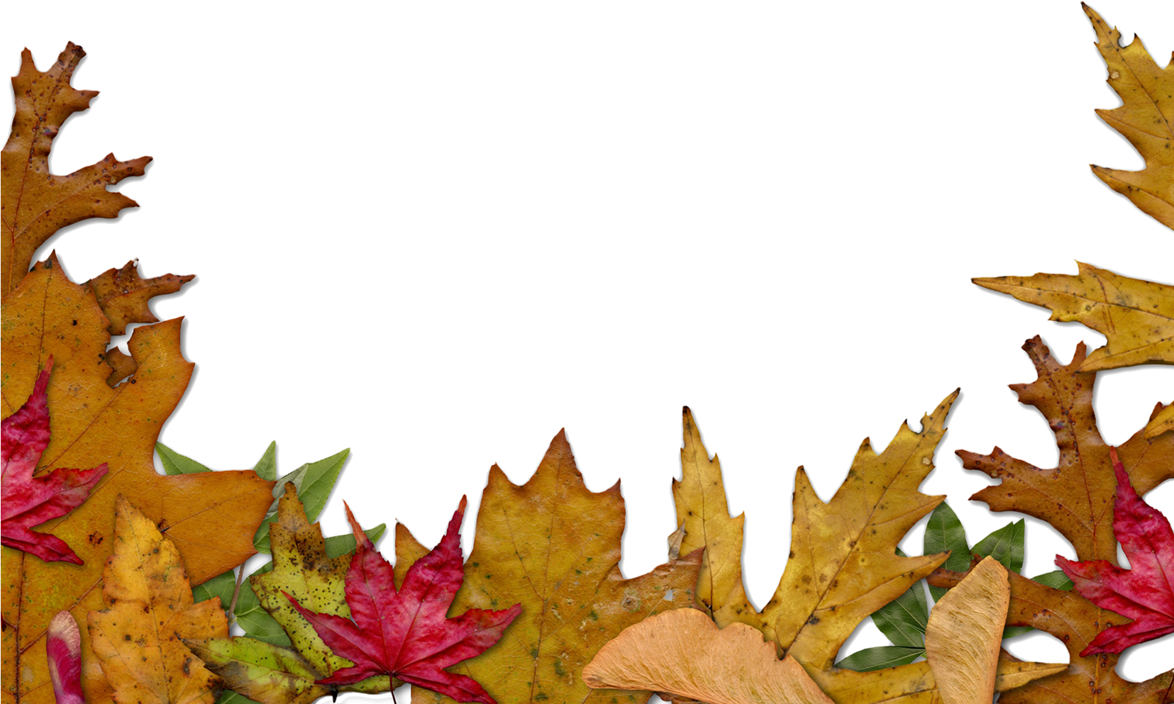 秋葉邊框背景 壁紙 — 鮮豔的紅色、黃色和綠色秋葉，以清晰的邊緣和自然紋理框住黑色背景。
