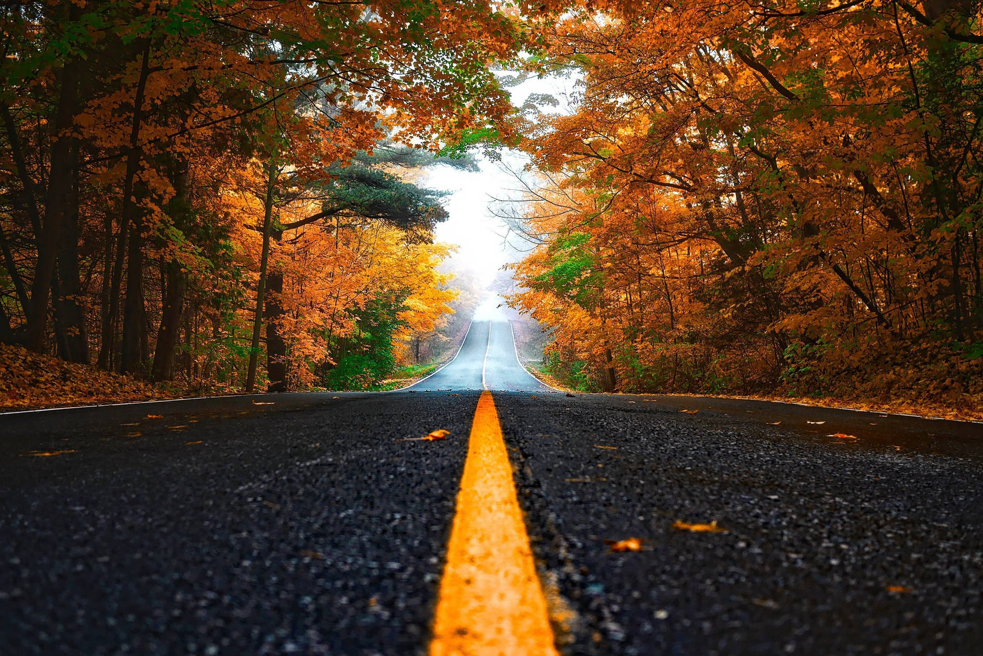 一條兩旁種滿橙色秋樹的道路，通往前方明亮的光芒。