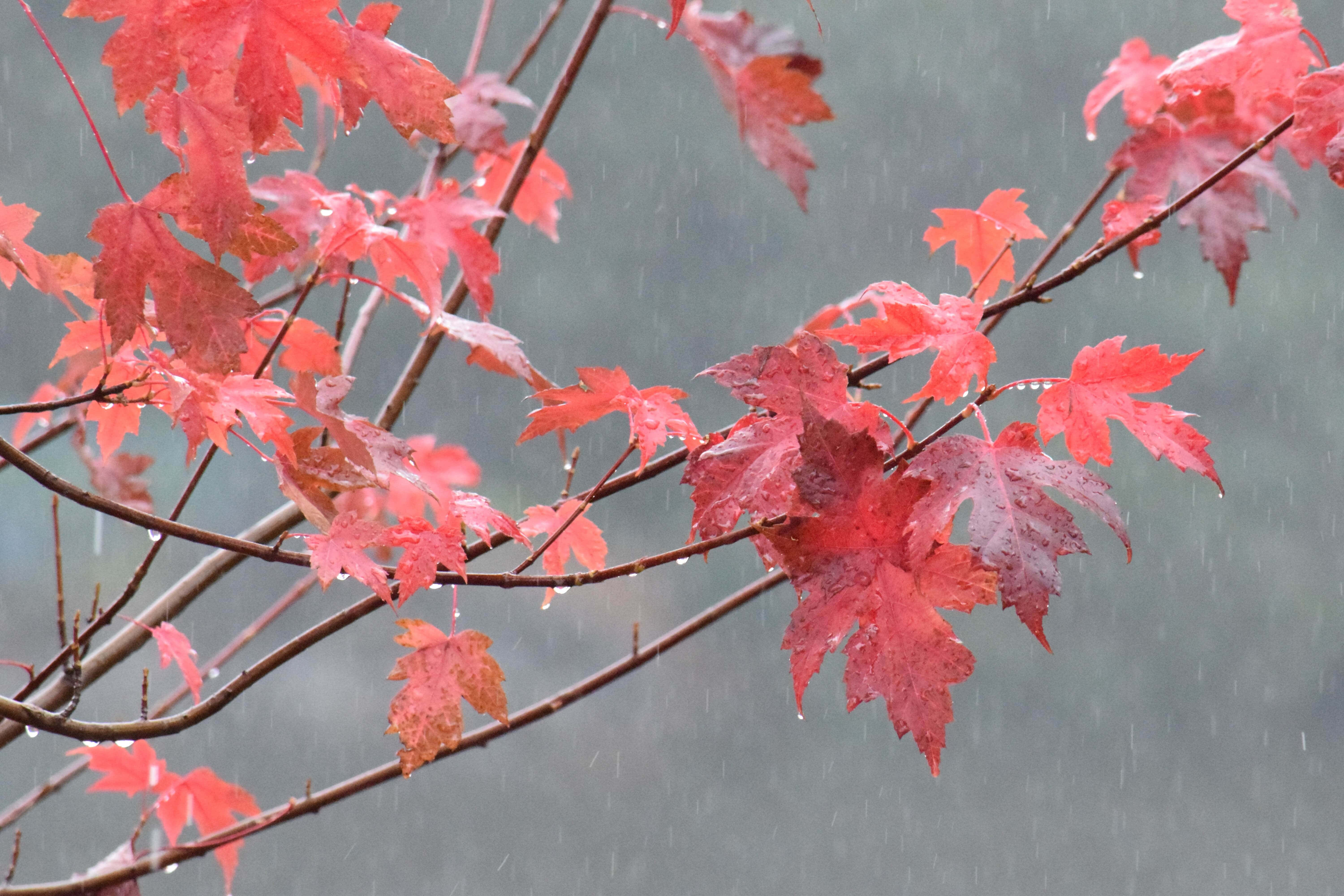 秋雨中的森林風景 壁紙 — 鮮紅的楓葉在柔和的灰色背景下，在溫柔的秋雨中閃爍著雨滴。