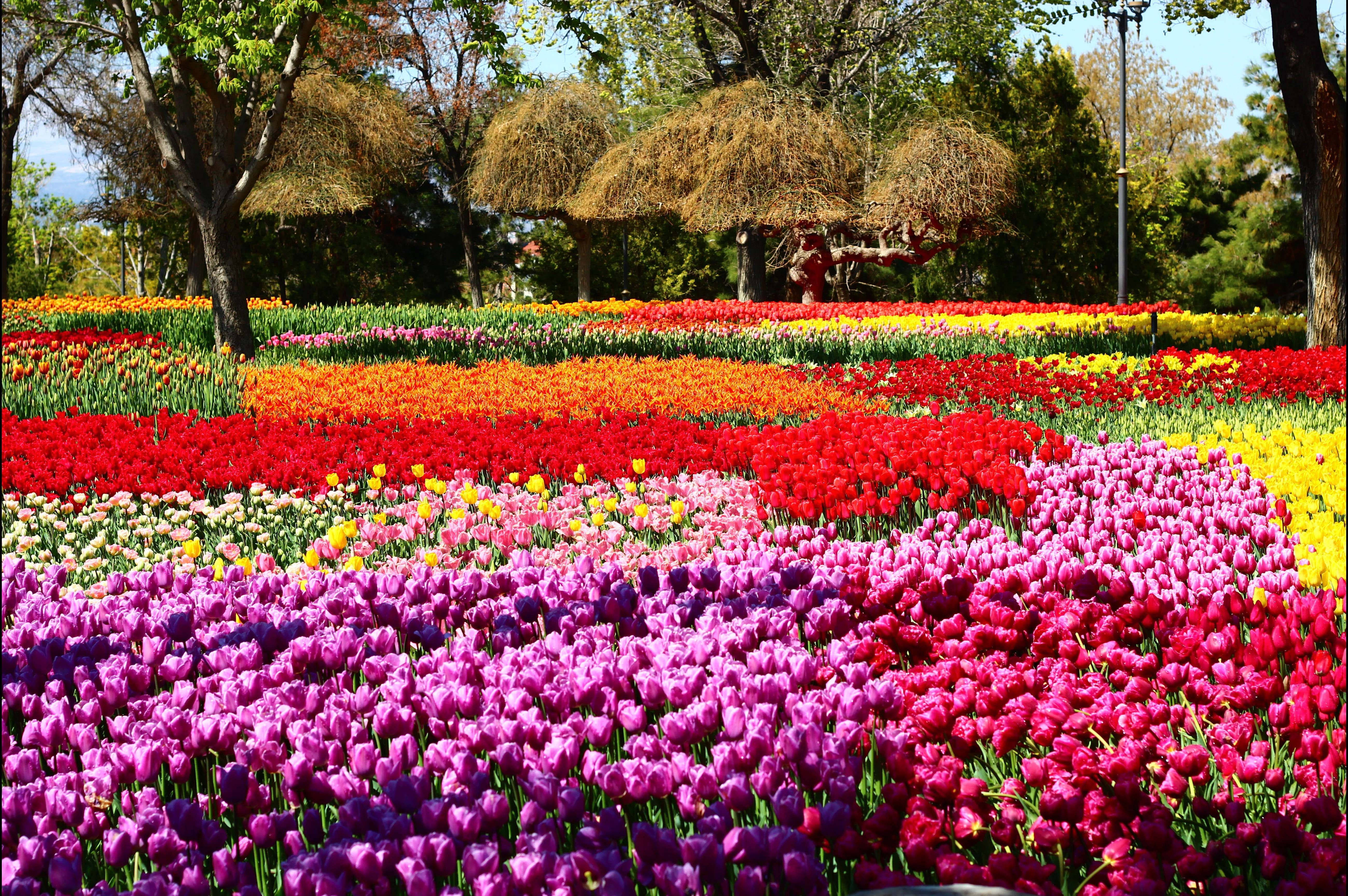 科尼亞鬱金香花園 壁紙 — 鮮豔的紅、橙、粉紅和黃色鬱金香行列，在明媚陽光下於茂盛的公園中盛開。