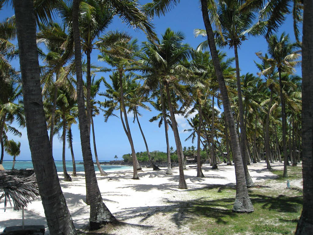 陽光明媚的海灘上棕櫚樹，碧綠的海洋和白色沙灘。