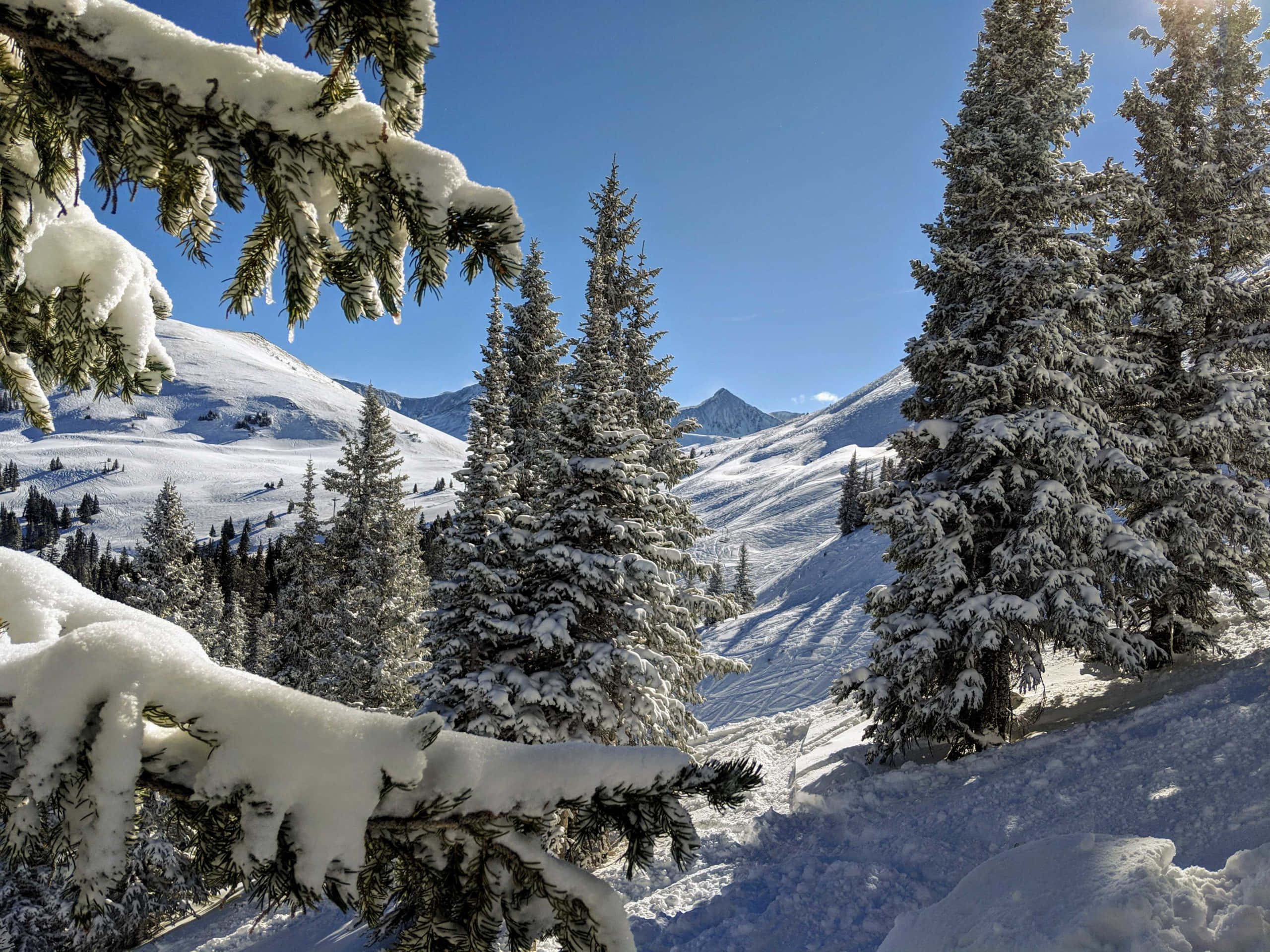 科羅拉多山脈的壯麗全景 壁紙 — 白雪覆蓋的松樹枝條框住了明亮藍天，下方是陽光照耀、覆蓋著純淨白雪的山谷。