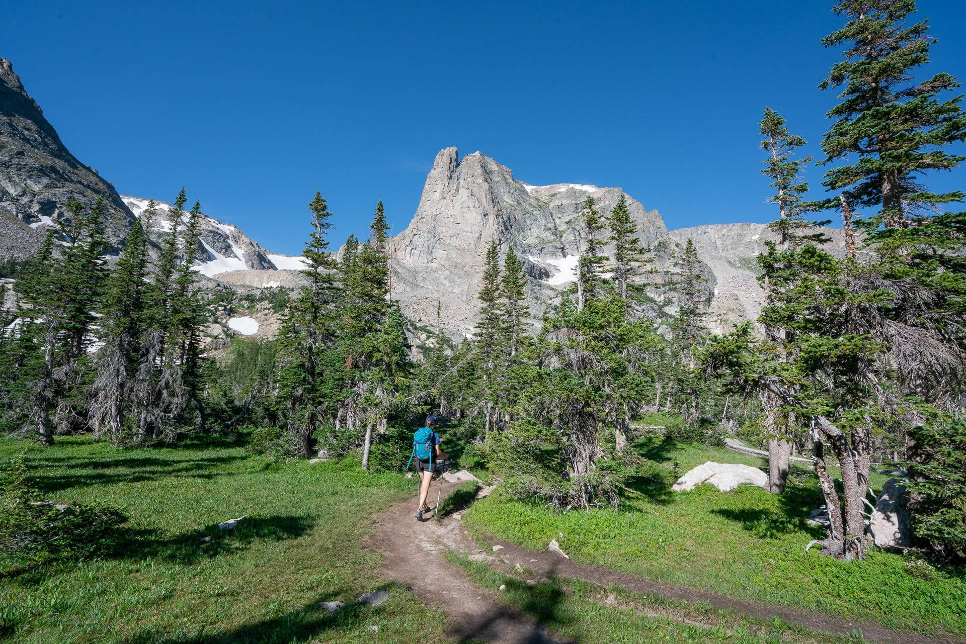 科羅拉多落基山健行 壁紙 — 一名徒步旅行者沿著一條泥路穿過綠色草地和松樹，走向一座高聳的雪山，天空湛藍清澈。