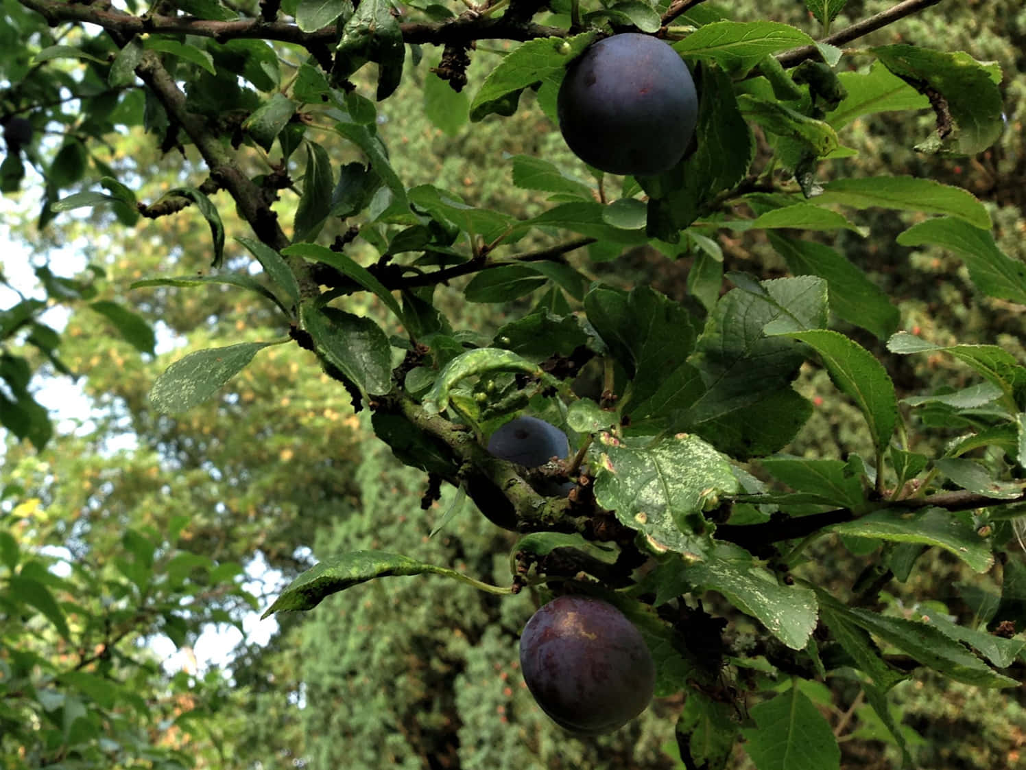 稀疏的深紫色黑 plum 壁紙 — 成熟的紫色李子沉甸甸地掛在枝葉茂密的樹枝上，露珠在斑駁的陽光下閃閃發光。