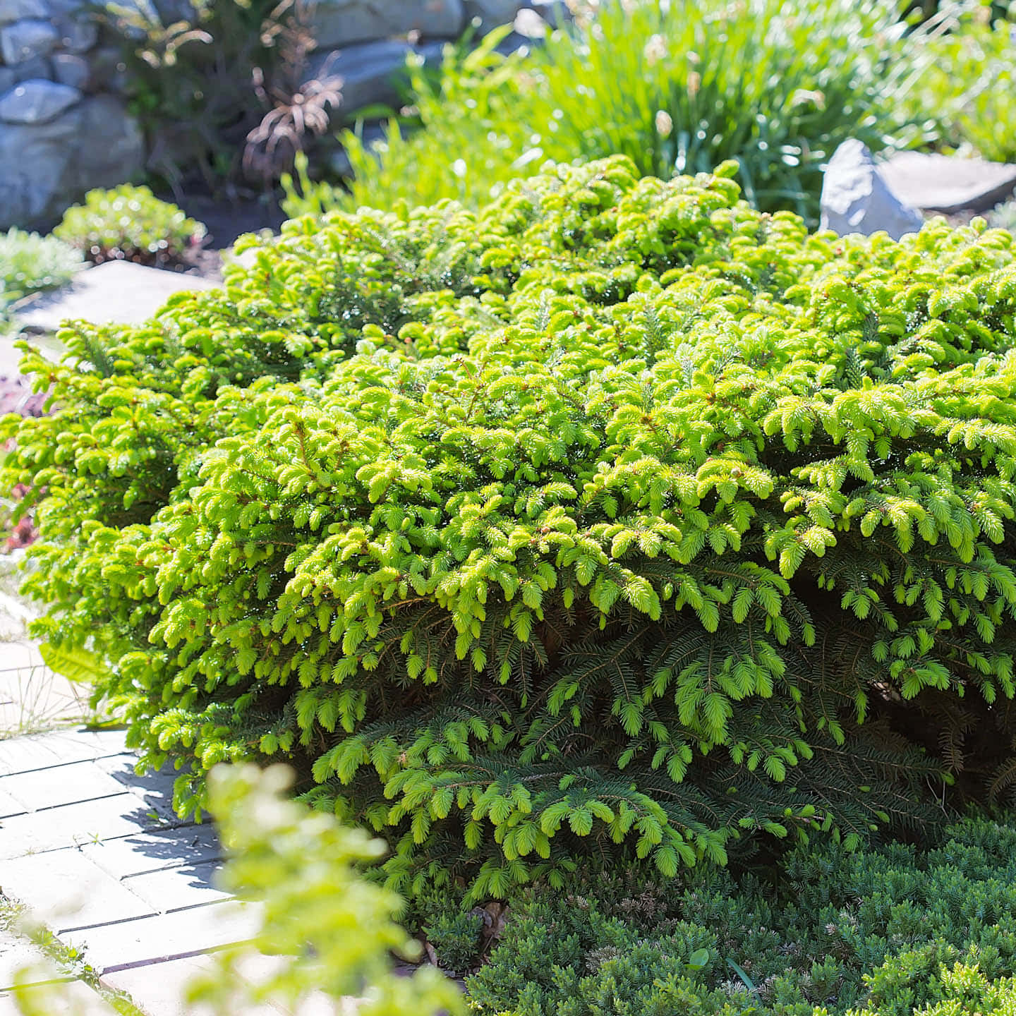 稱為 Nidiformis 的 Picea Abies 植物 壁紙 — 茂盛鮮綠的針葉灌木在陽光普照的花園中，毗鄰石鋪路和岩石茁壯生長。