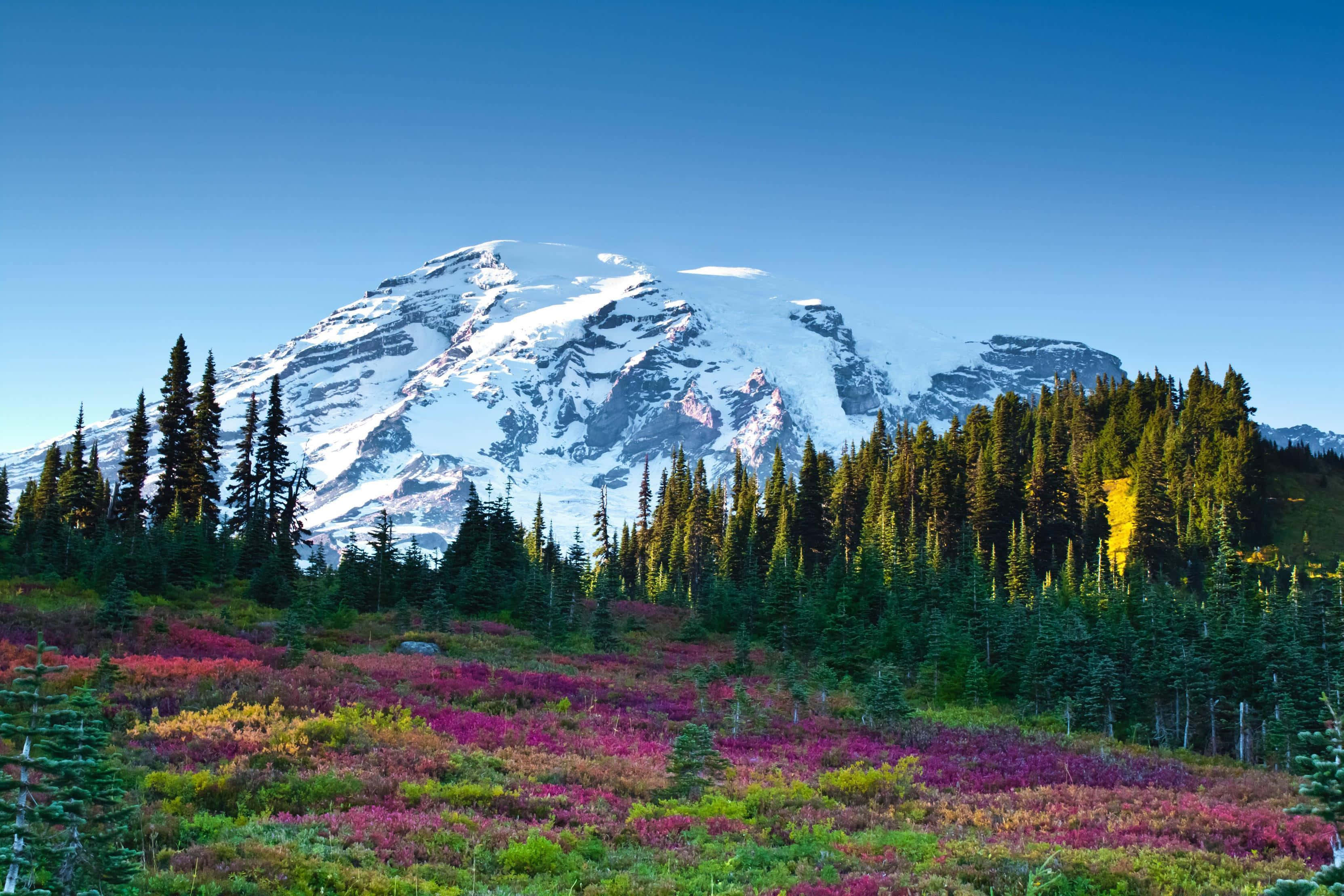 Beautiful Landscape 桌布 壁紙 — 積雪的山峰在晴朗的藍天下，雄偉地聳立在充滿活力的粉紅色、紫色和綠色野花田後面。