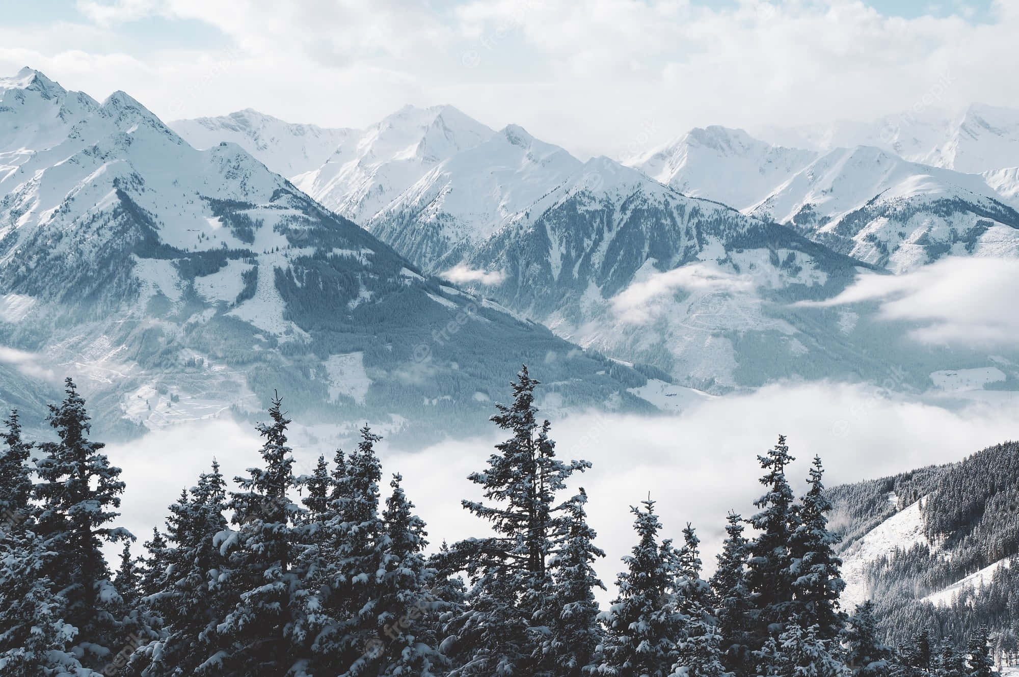 Snow Mountain 桌布 壁紙 — 積雪的山峰聳立在雲海之上，前景是覆蓋著白雪的常綠樹。
