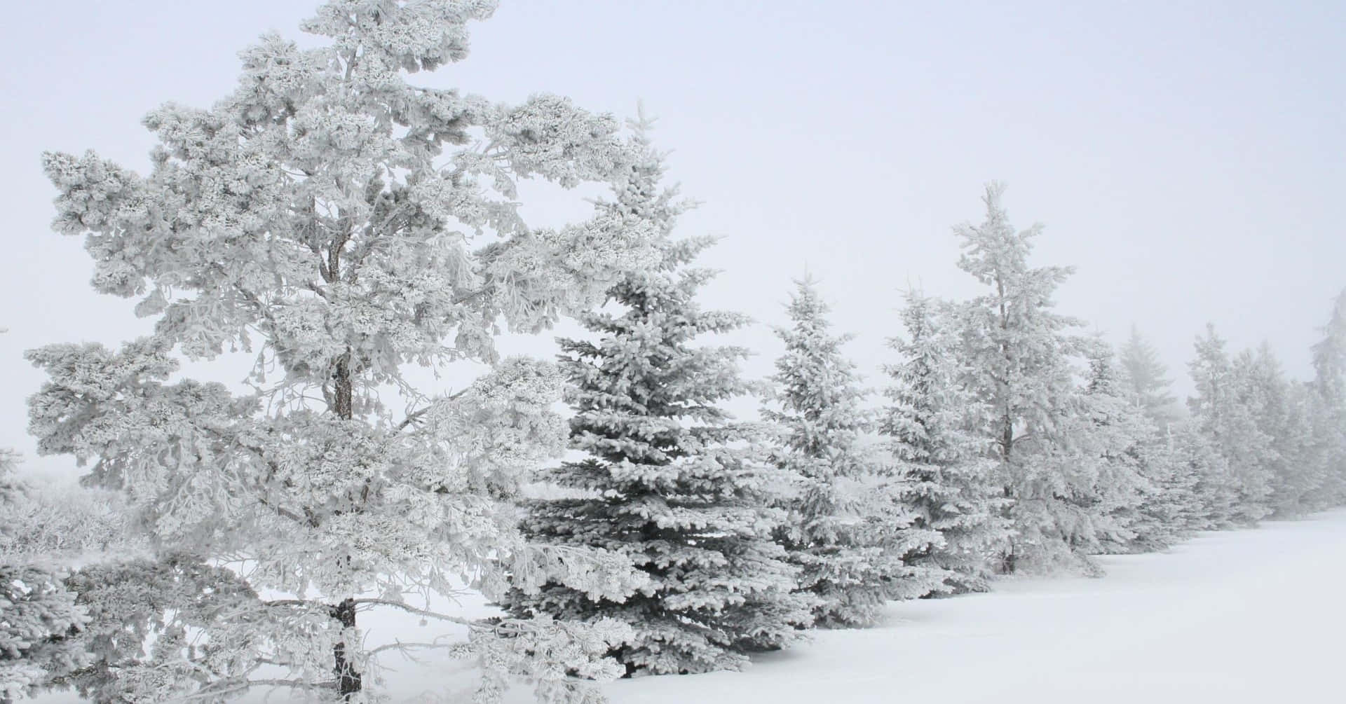 Snow Trees 桌布 壁紙 — 積雪的常綠樹在寂靜的冬季森林中莊嚴地矗立，柔軟的白雪覆蓋著大地，天空呈現淡灰色。