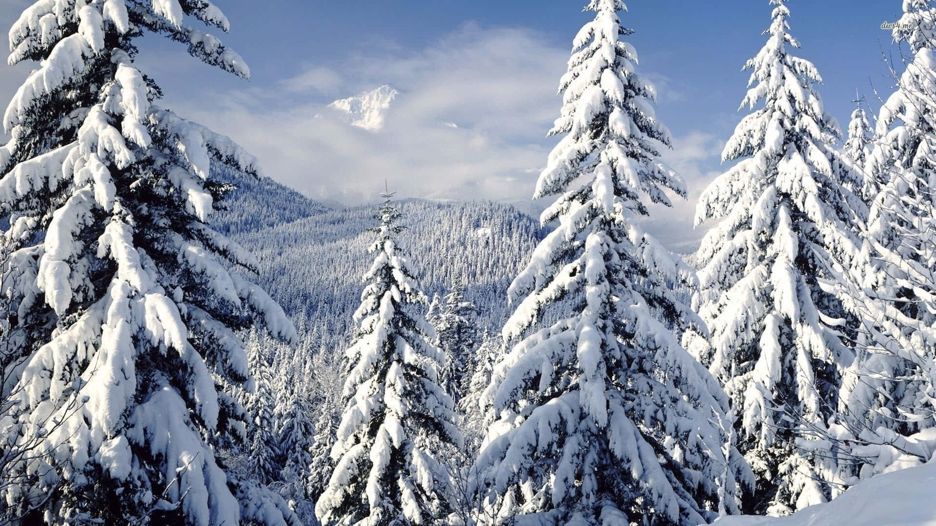 Snow Trees 桌布 壁紙 — 積雪的常綠樹在晴朗的冬日陽光下，襯著明亮的藍天和遠處的雪山，高高聳立。