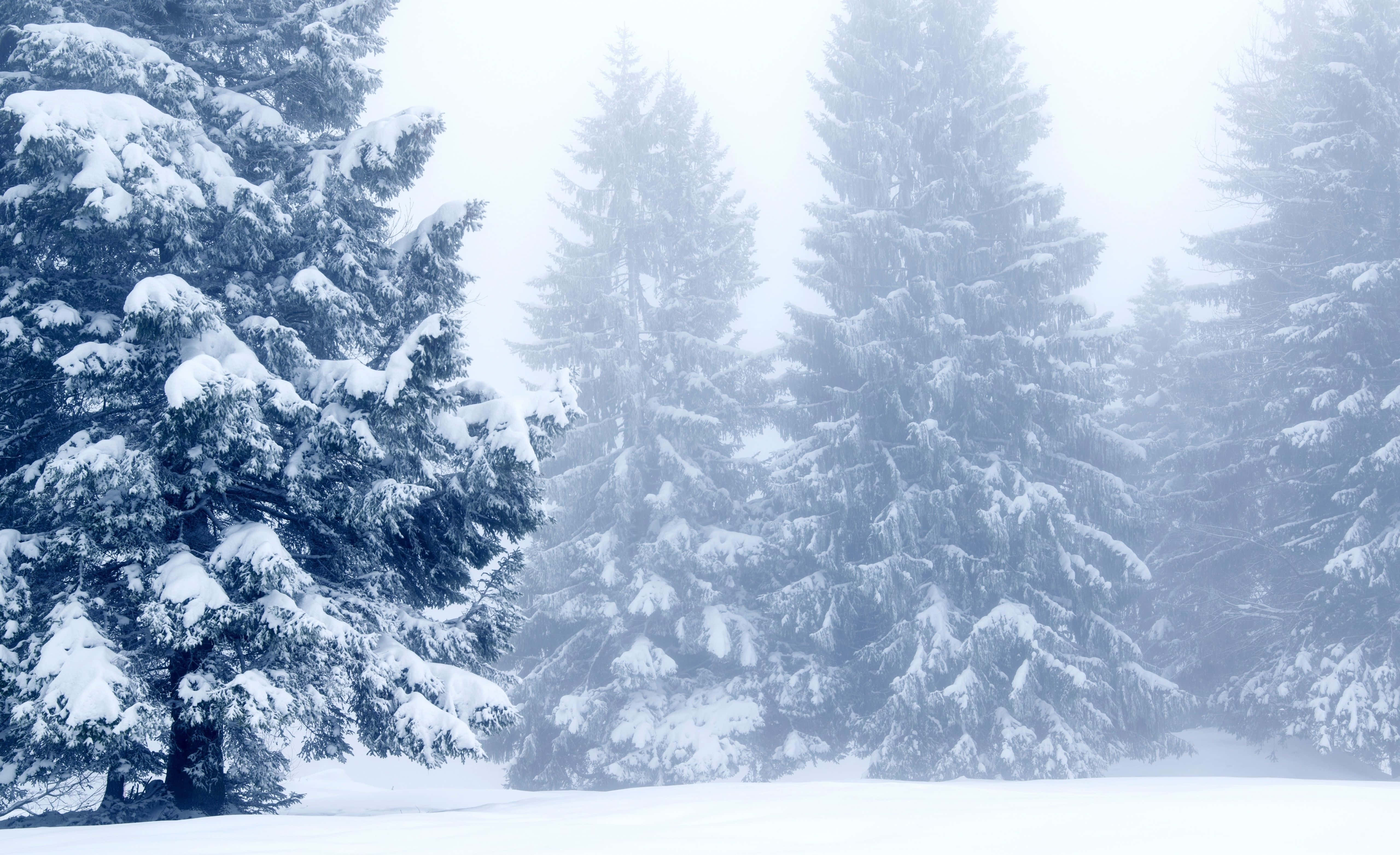 Snow Trees 桌布 壁紙 — 積雪的常綠樹在薄霧瀰漫的冬日森林中高聳，在柔和漫射光下覆蓋著一片白色。