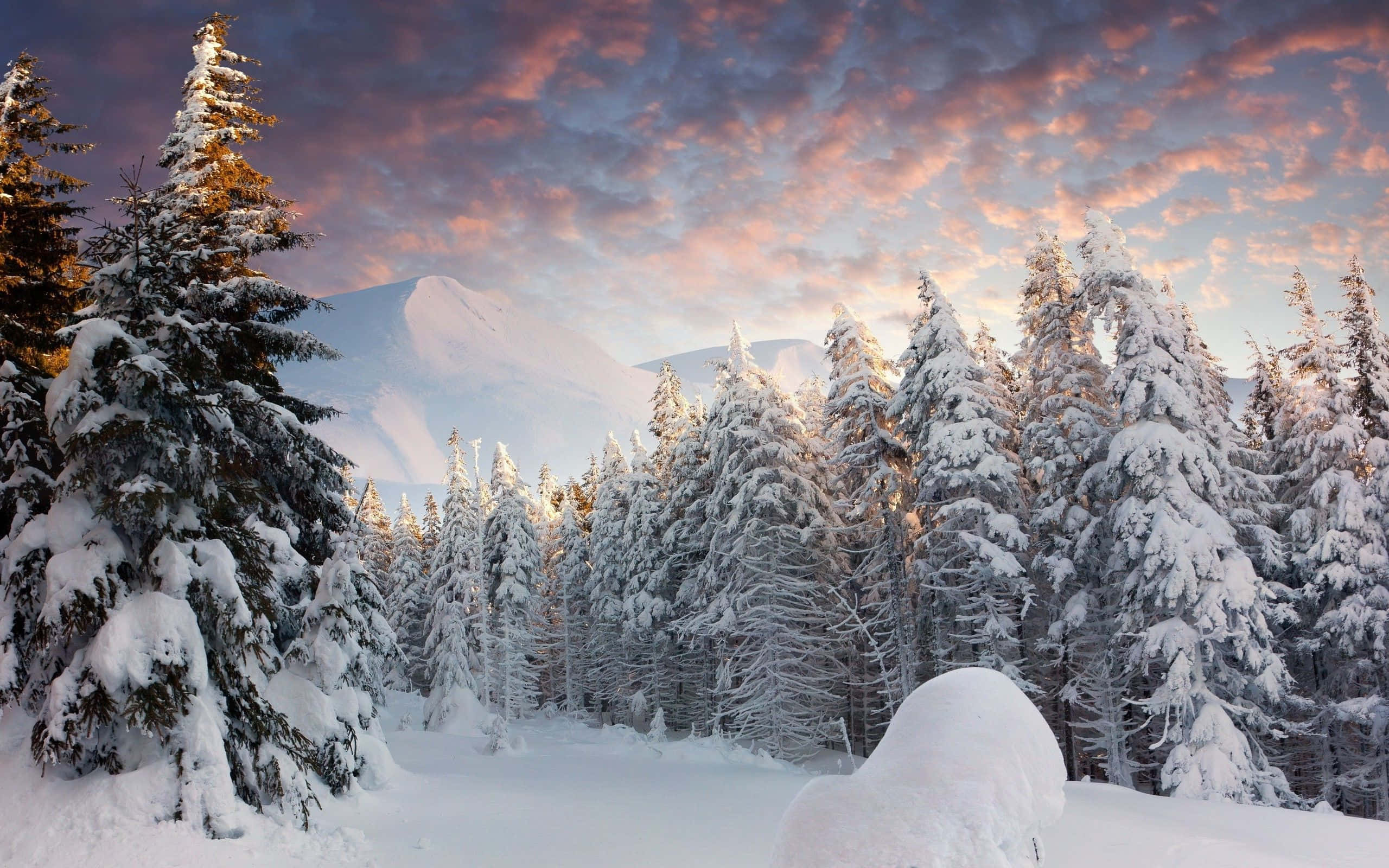 Winter Forest 桌布 壁紙 — 積雪的松樹在遠方雪山之上鮮豔的粉紅和紫色日出天空中形成剪影。