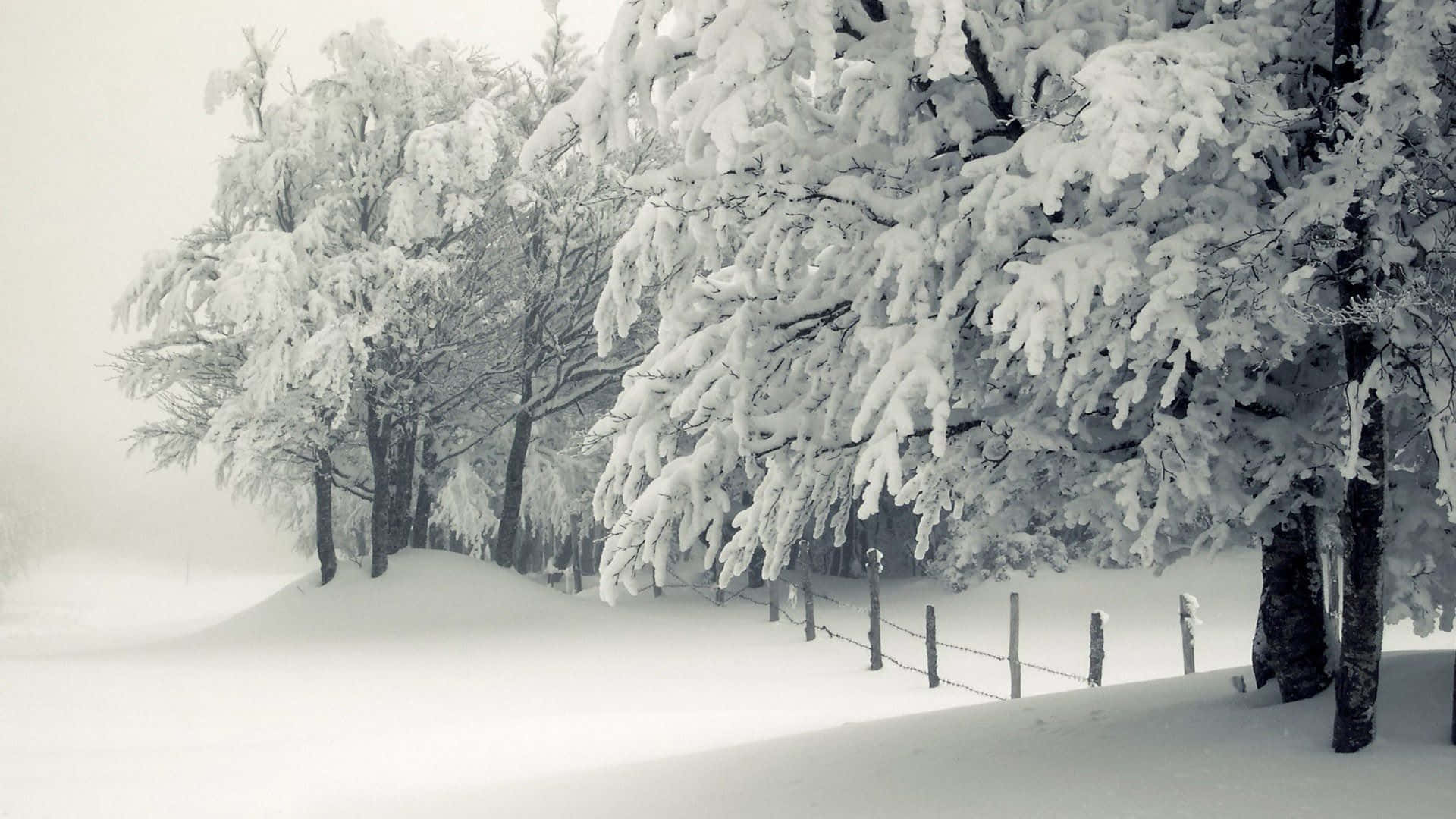 Snow Trees 桌布 壁紙 — 積雪的樹木在灰濛濛的天空下，莊嚴地矗立在覆蓋著厚厚白雪的寂靜冬日森林中。