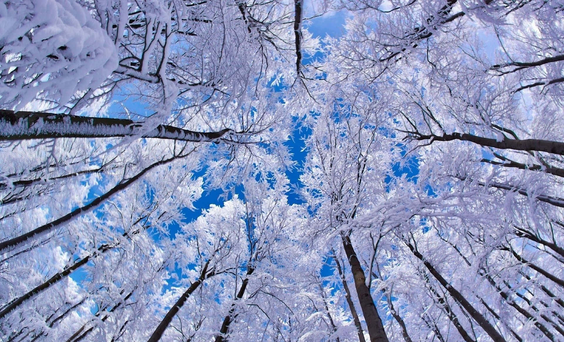 Beautiful Winter 桌布 壁紙 — 積雪的樹枝在冬季森林中拱起，襯著鮮豔的藍天。