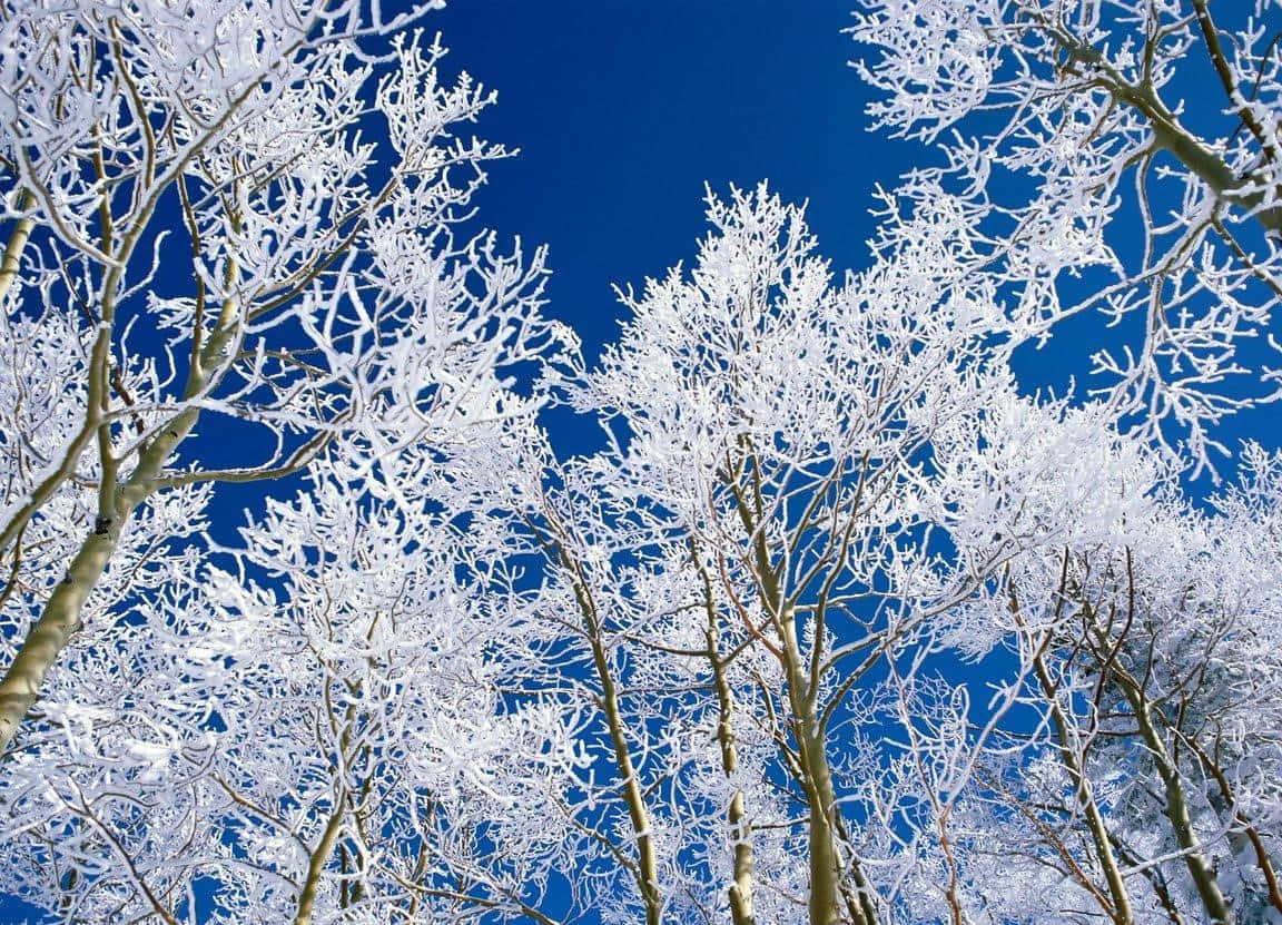 Beautiful Winter 桌布 壁紙 — 積雪的樹枝在晴朗的冬日藍天下向上伸展，呈現出清晰霜凍的景象。