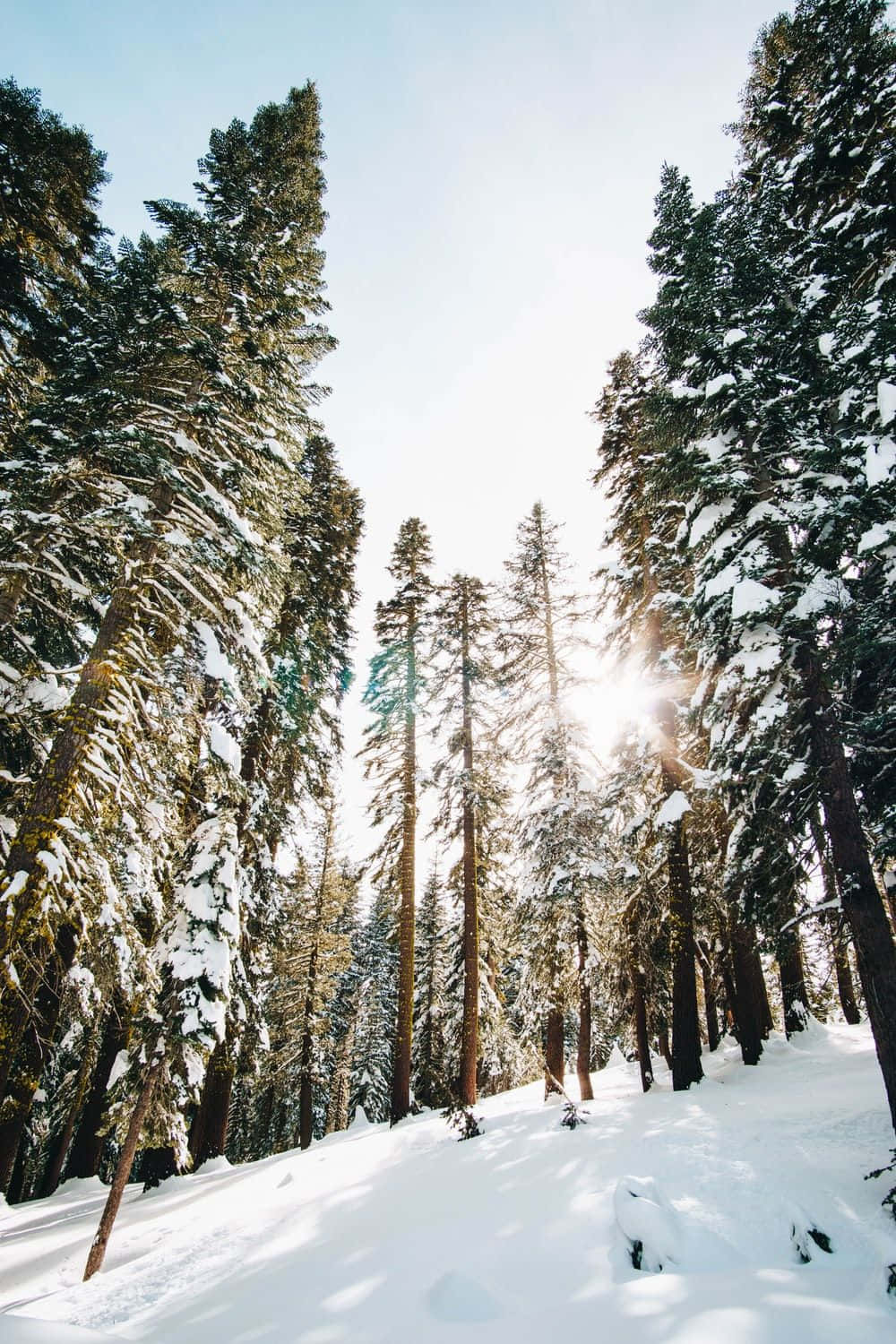 積雪覆蓋松樹背景 壁紙 — 陽光穿過覆蓋著雪的常綠樹，照射在寧靜的冬季森林中。