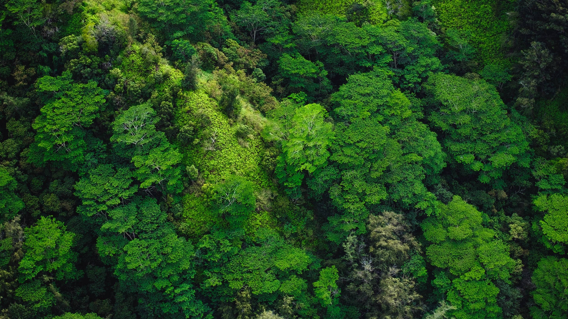 空中森林景觀 壁紙 — 茂密翡翠綠森林樹冠的鳥瞰圖，呈現多種綠色色調和紋理葉片。