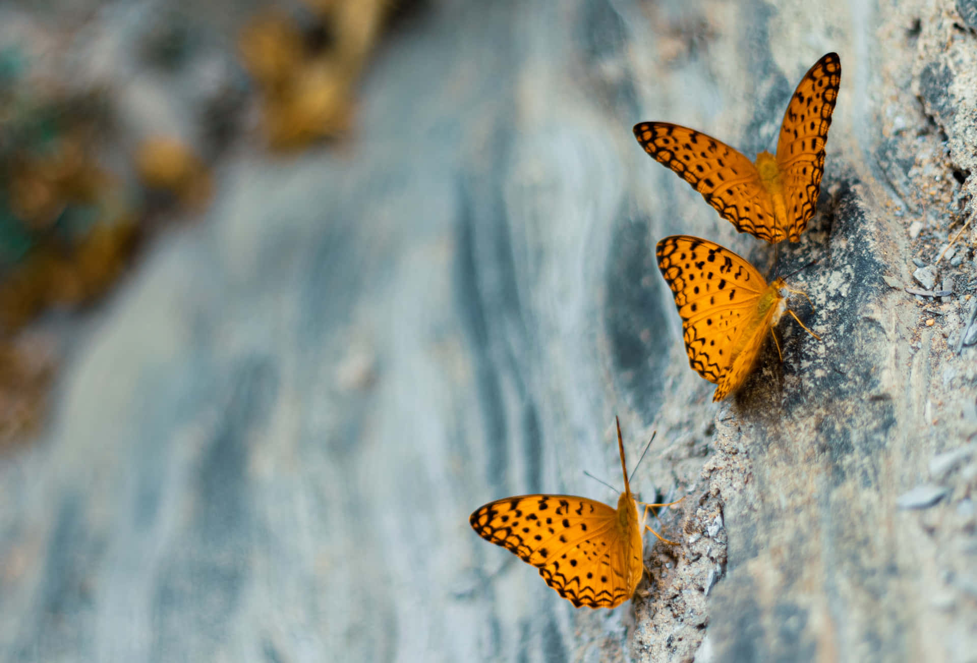 三隻帶有黑色斑點的橙色蝴蝶停留在灰色岩石上。