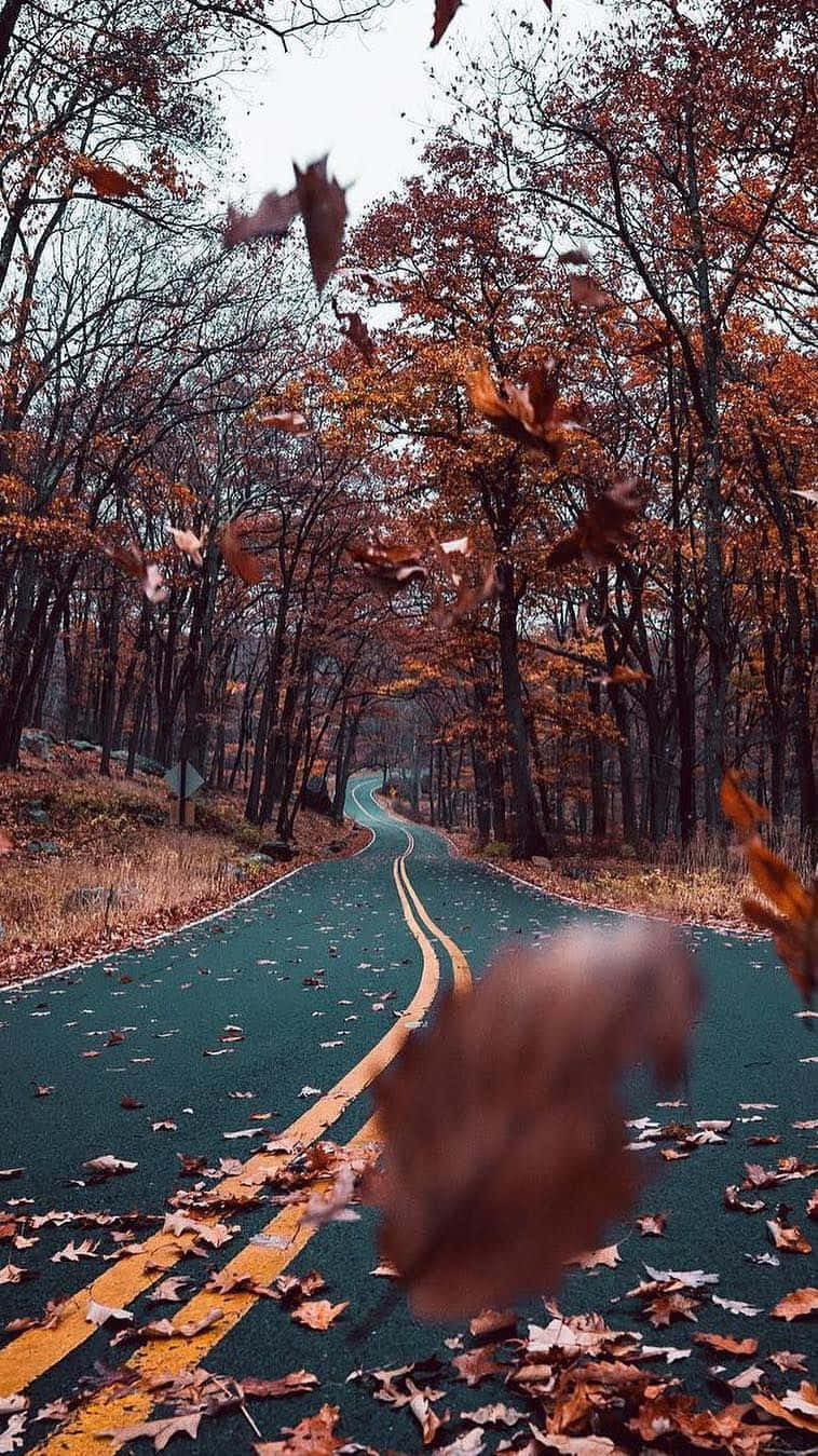 秋天的樹葉在一條蜿蜒的森林道路上旋轉，道路兩旁是光禿禿的樹木。