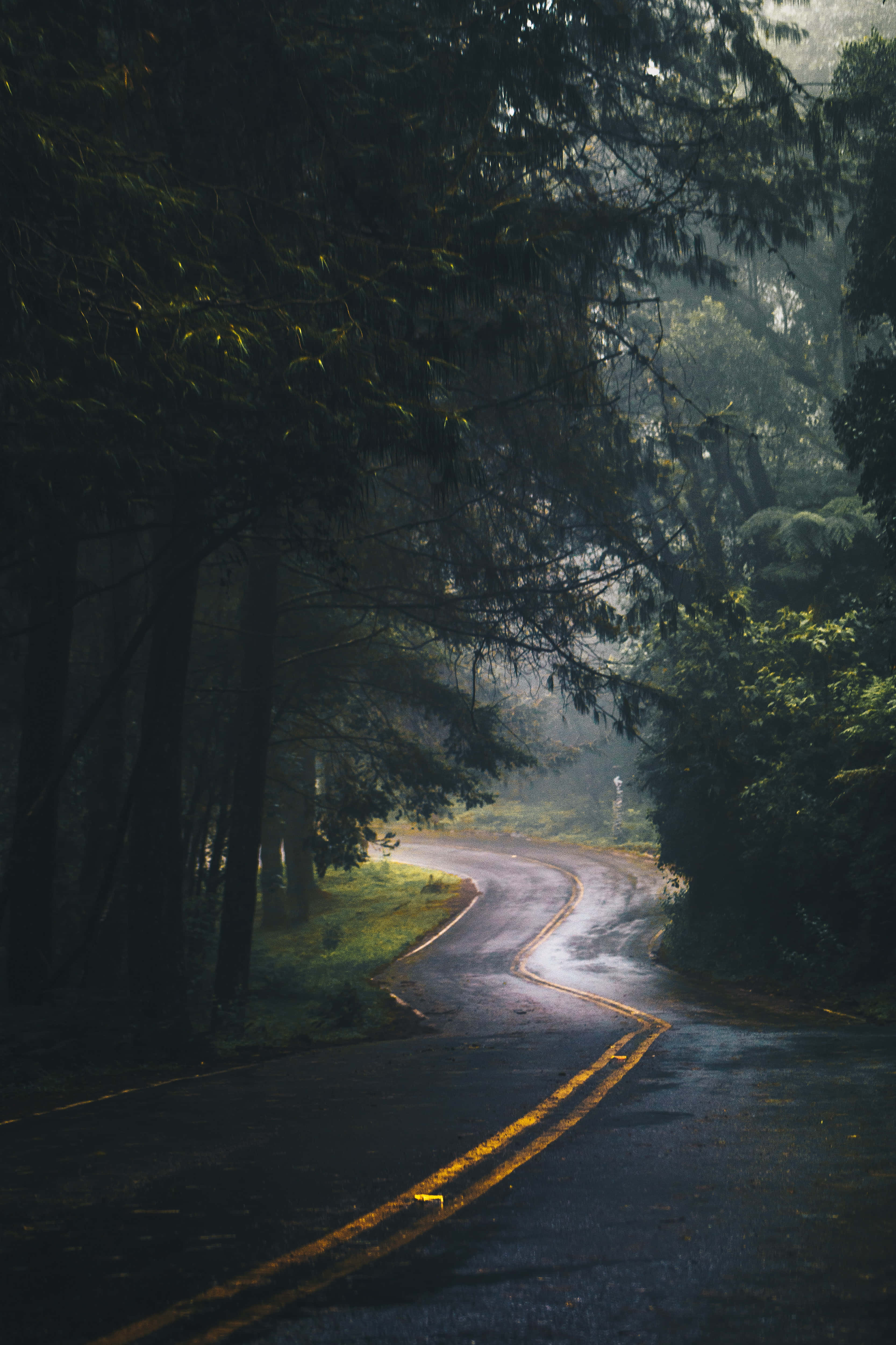 空曠濕潤彎曲道路手機背景 壁紙 — 一條蜿蜒潮濕的道路蜿蜒穿過茂密的森林，霧氣般的光線穿過高大的樹木。
