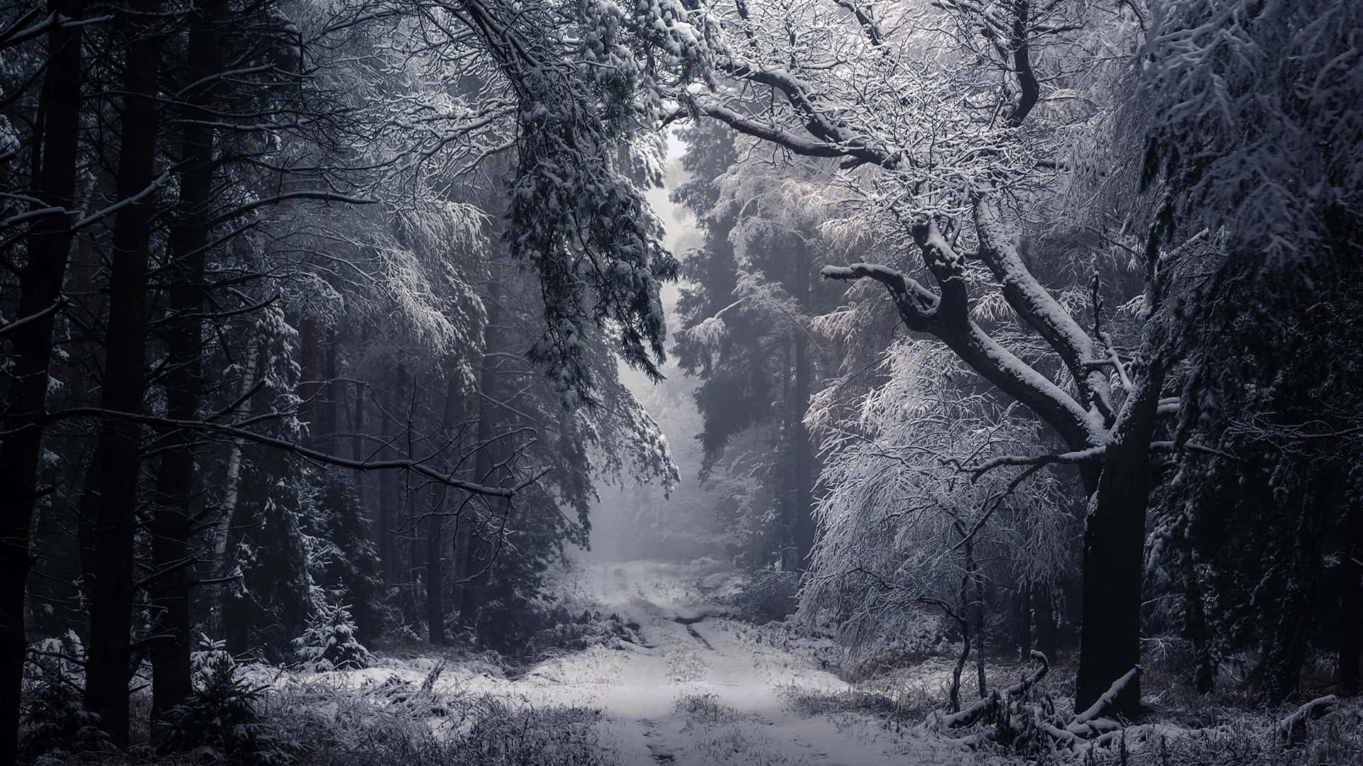 空曠的冬季森林小徑 壁紙 — 一條白雪覆蓋的森林小徑蜿蜒穿過高聳的樹木，樹木在昏暗的冬日天空下披著霜。