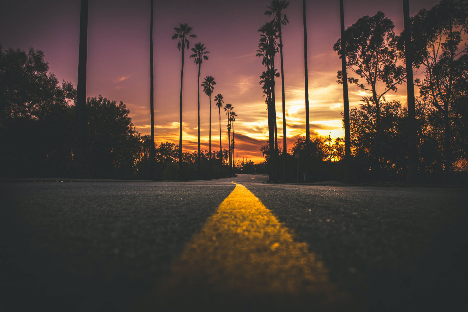 日落道路，棕櫚樹剪影和發光的黃色中心線。