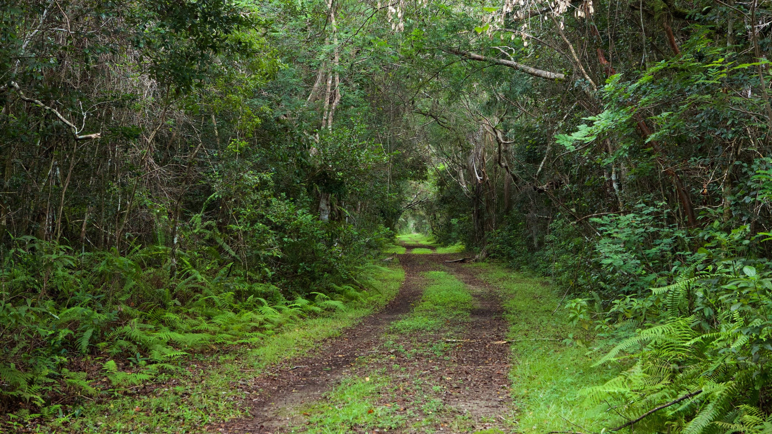 空曠道路與周圍樹木，佛羅里達大沼澤國家公園 壁紙 — 一條蜿蜒的泥土小徑穿過茂密的綠色森林樹冠，兩旁長滿蕨類植物，陽光斑駁。