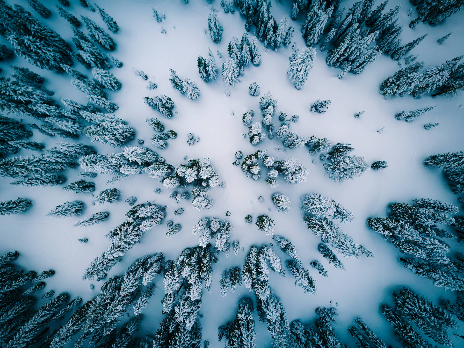 從上方俯瞰有中央空地的雪松林。