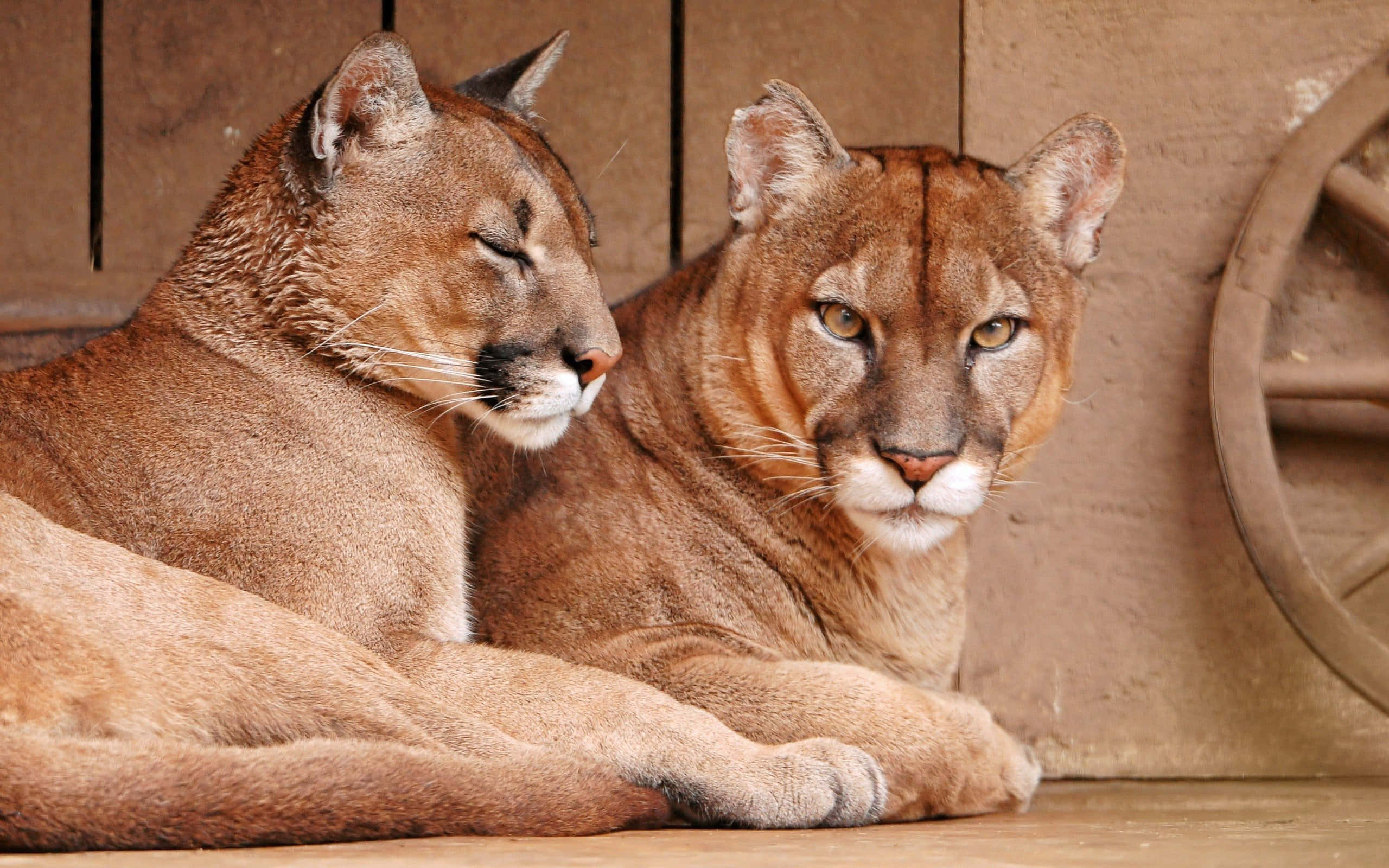 穿上 Puma，提升你的表現 壁紙 — 兩隻美洲獅平靜地休息，一隻睡覺，另一隻警覺地對著質樸的木質背景。