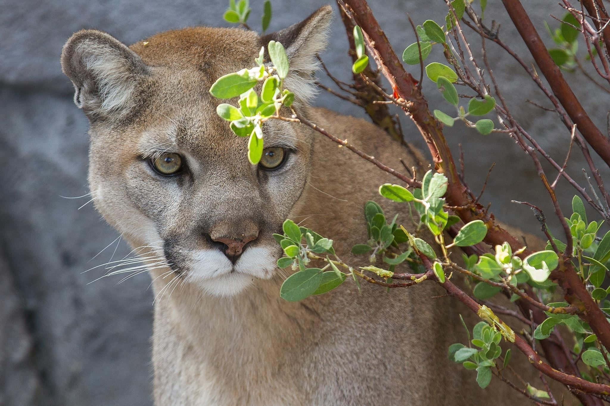 穿上 Puma，步履自在 壁紙 — 美洲獅的特寫，擁有銳利的綠色眼睛，透過綠色樹葉和微紅的樹枝窺視，背景是灰色岩石。