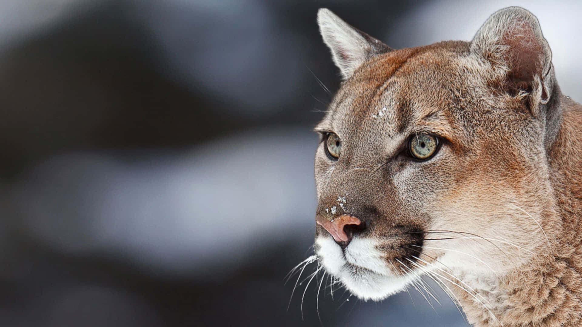 穿上 Puma，隨處享受完美視野 壁紙 — 美洲獅的特寫，雪花落在牠的口鼻上，在模糊的雪景背景下專注地凝視。